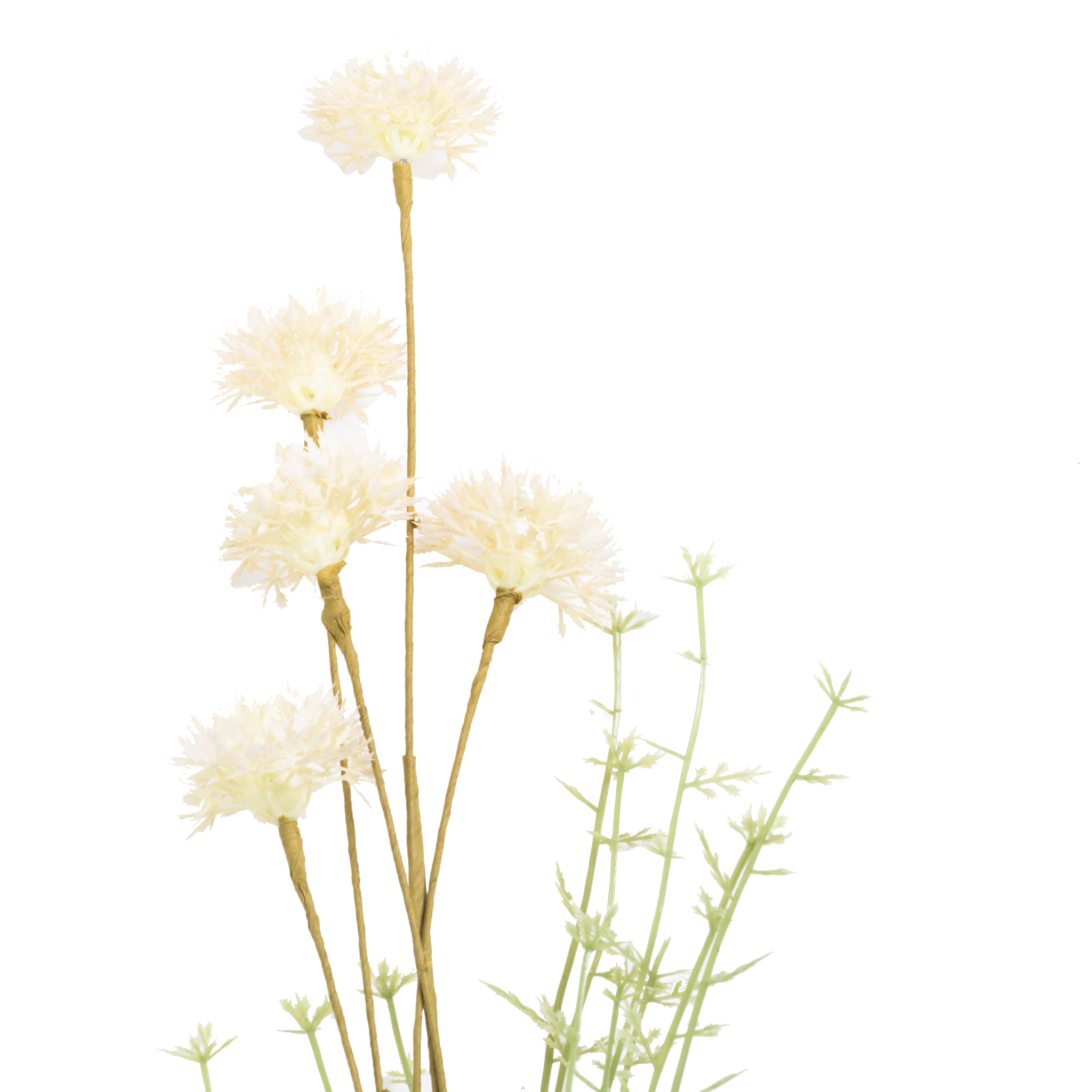 Melaleuca Stem