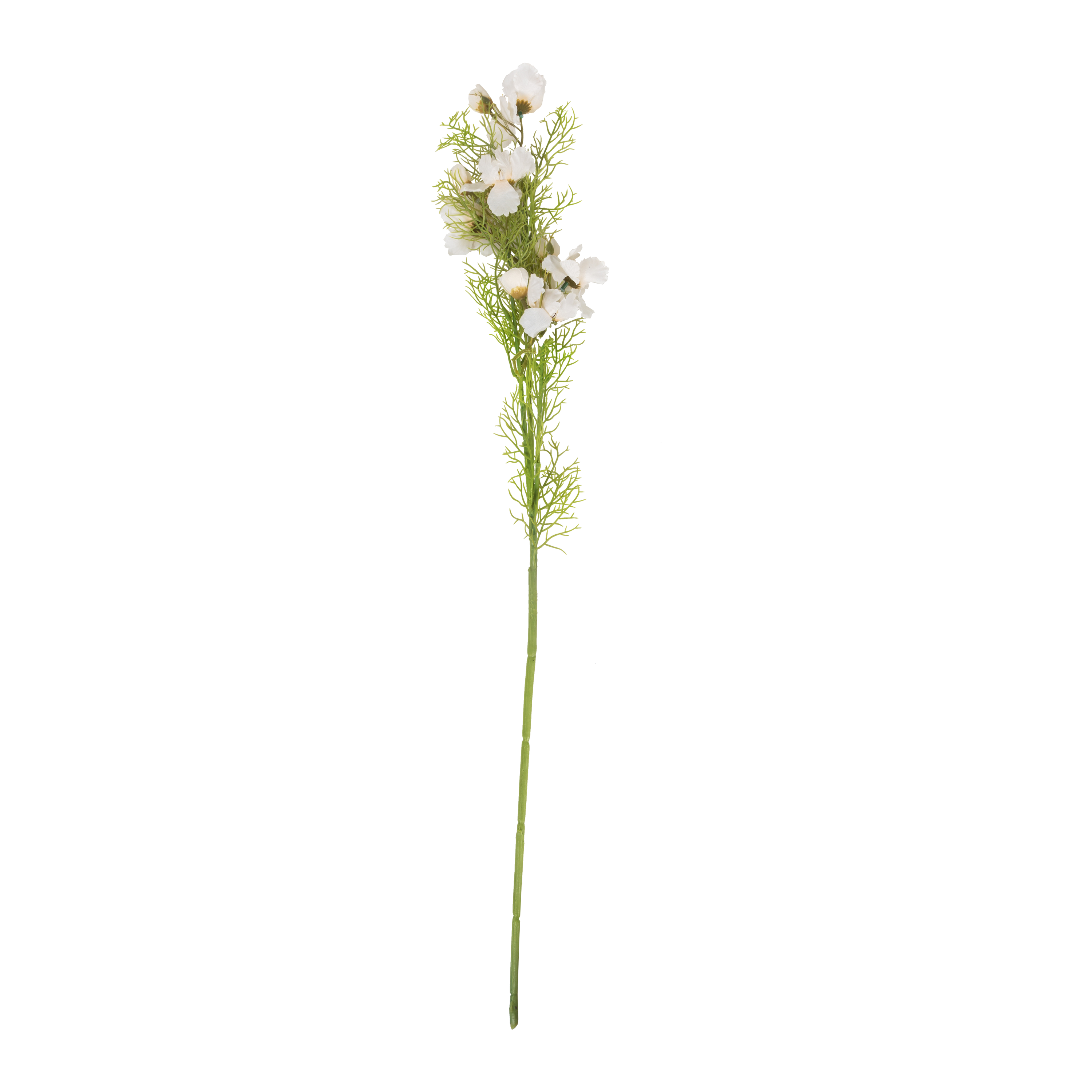 Cosmos Stem