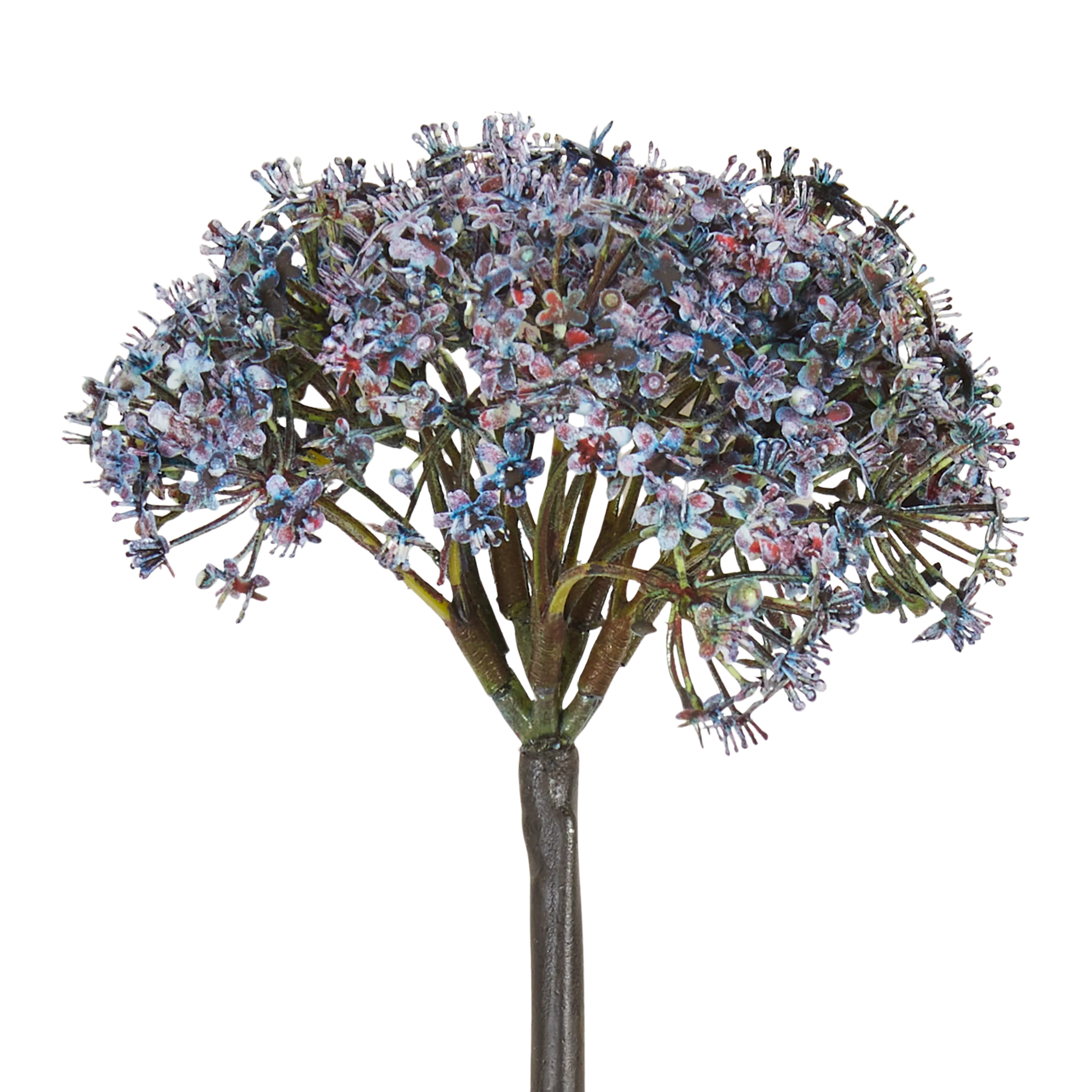 Trachelium Stem