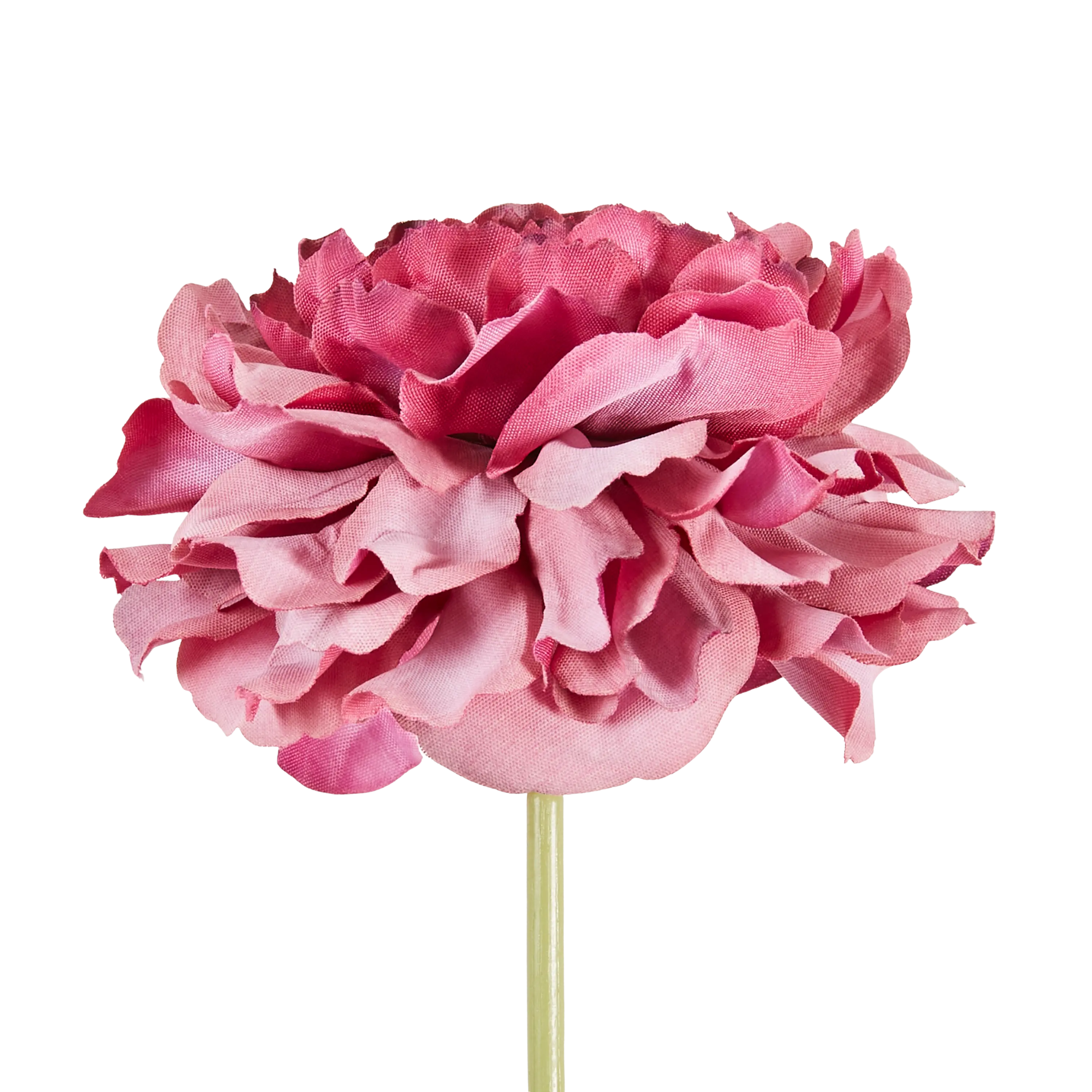 Carnation Stem