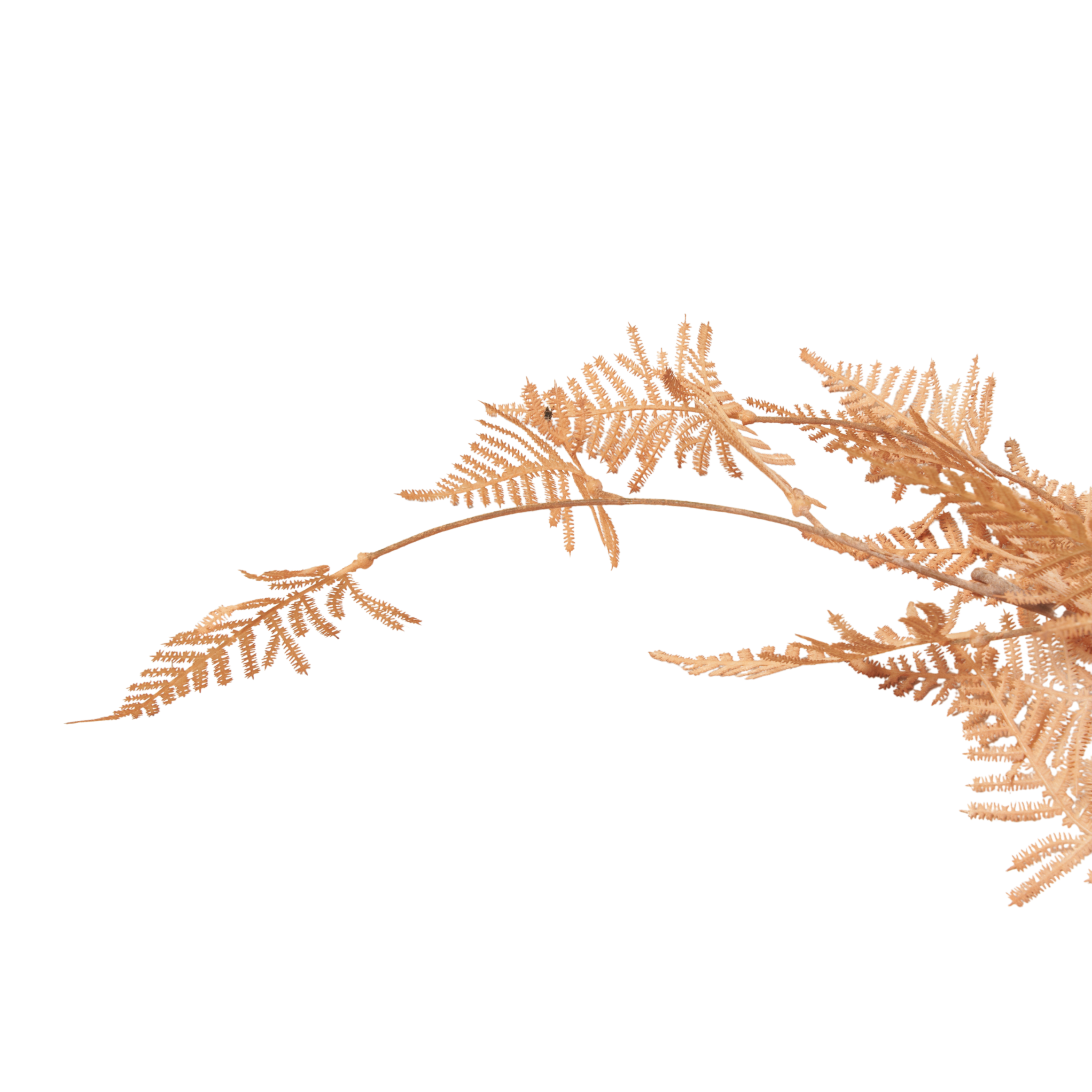 Woodland Fern