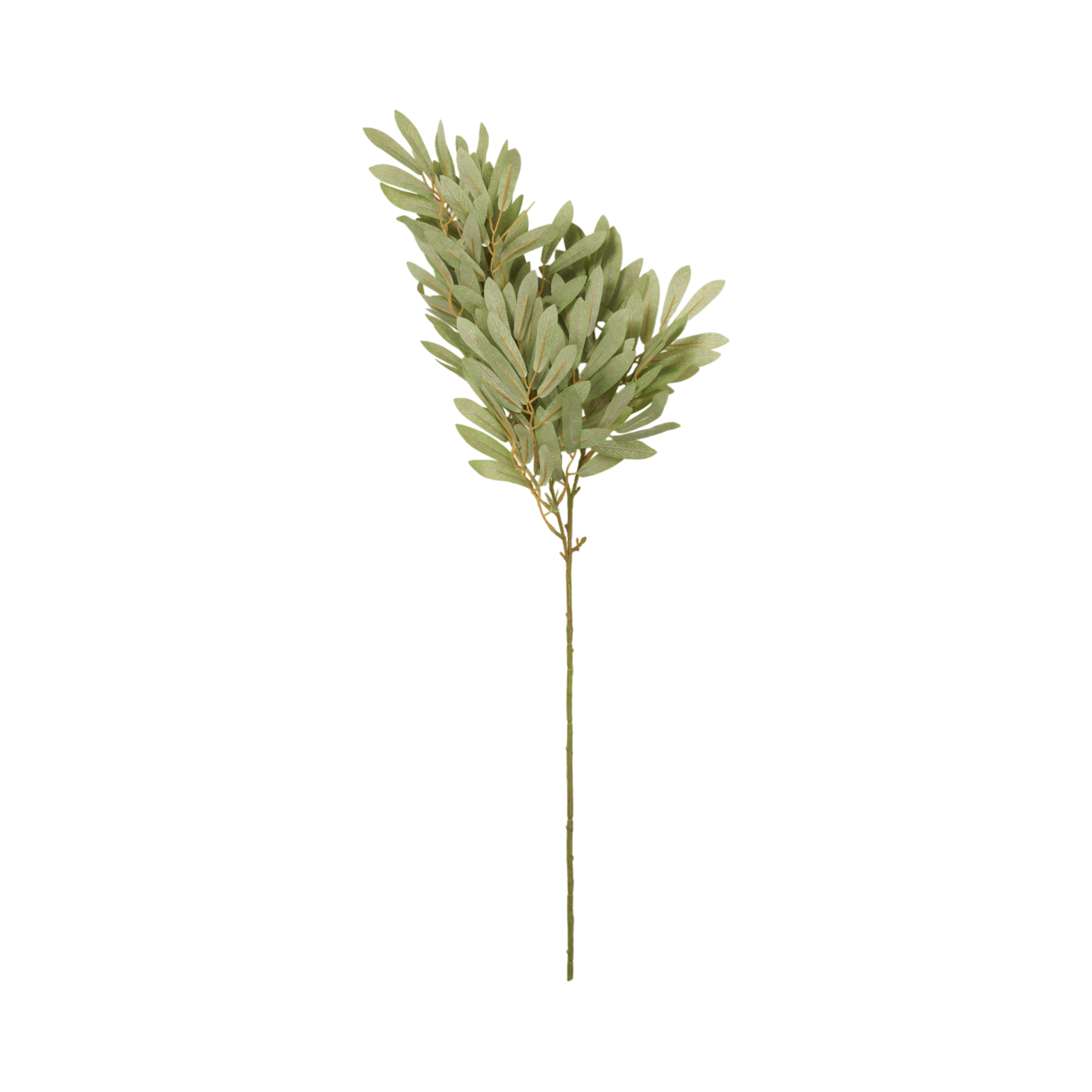 Soft Willow Stem