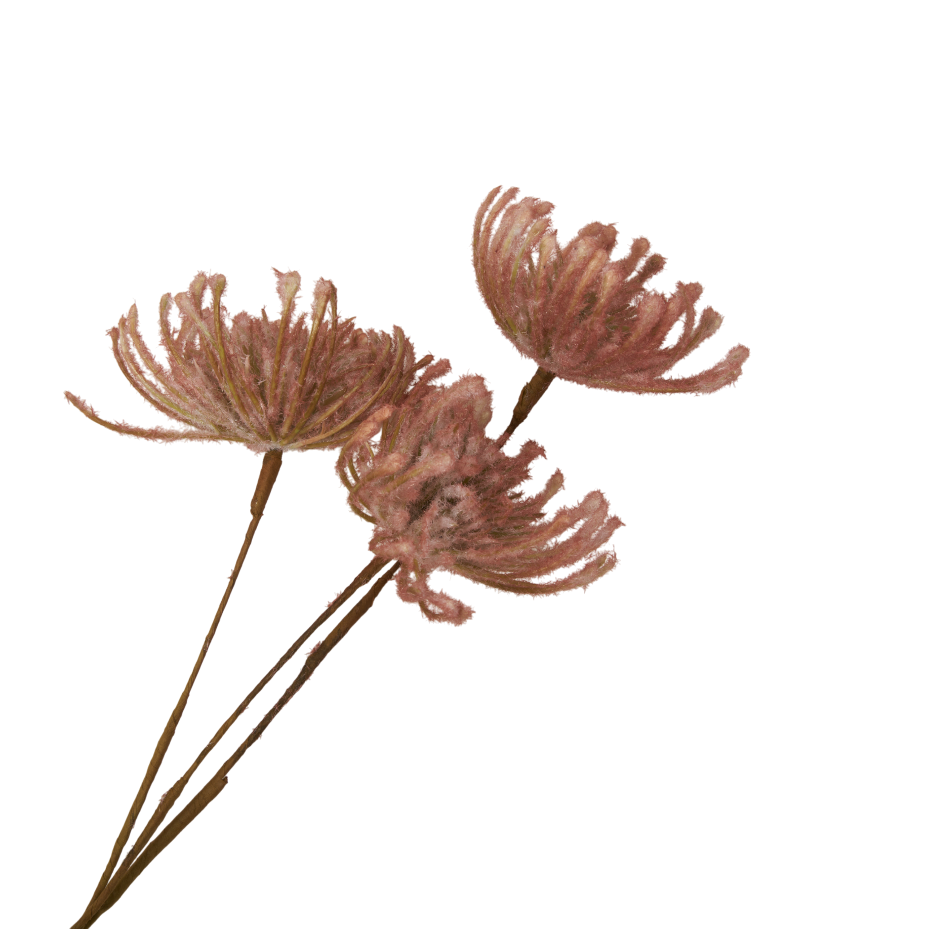 Leucospermum Stem