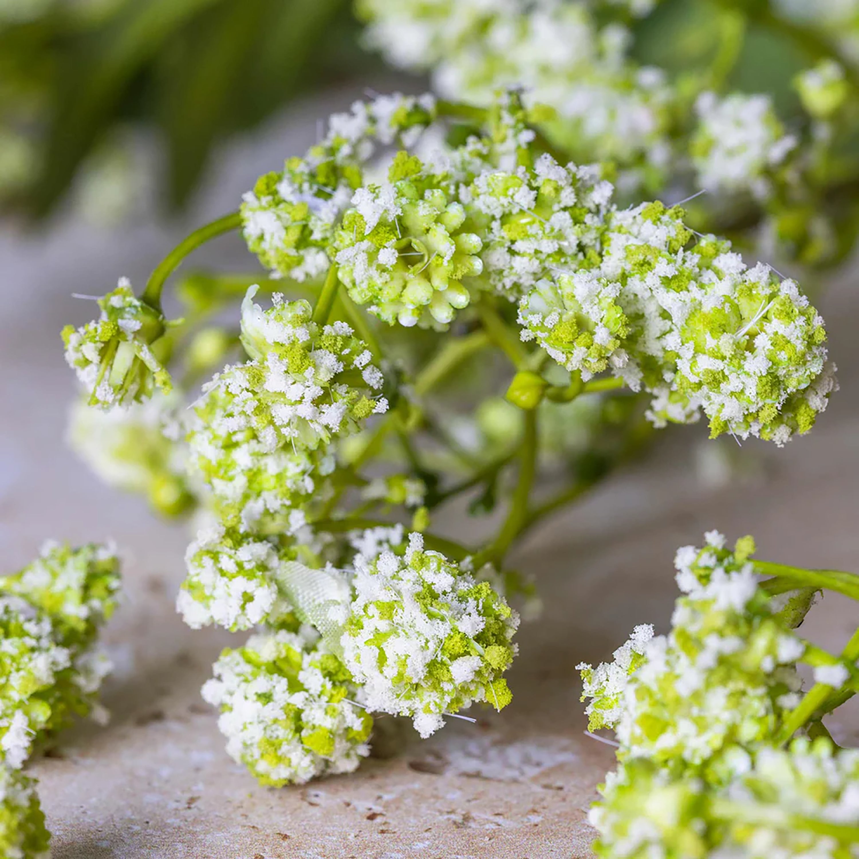 Summer Garden Branch
