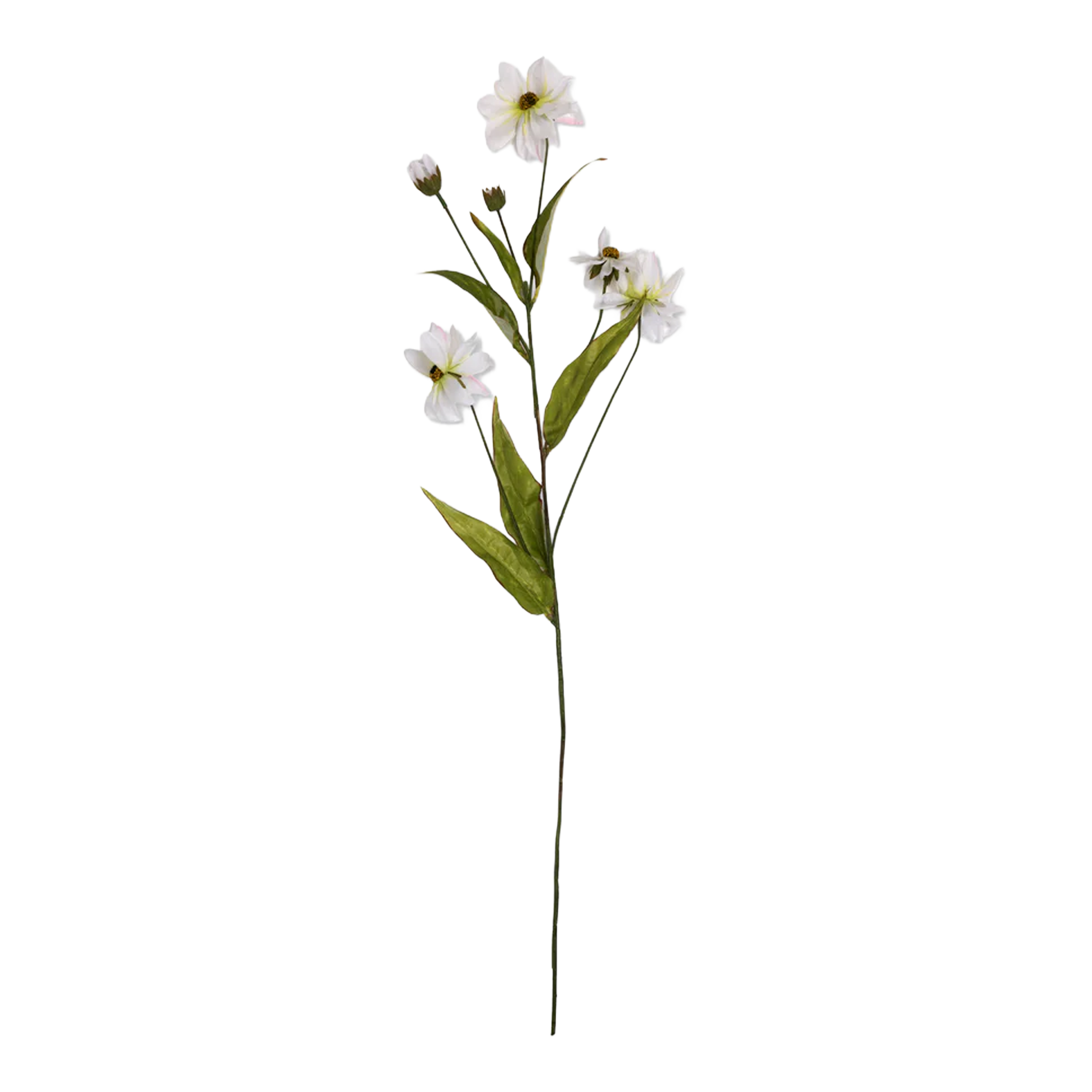 Wild Cosmos Stem