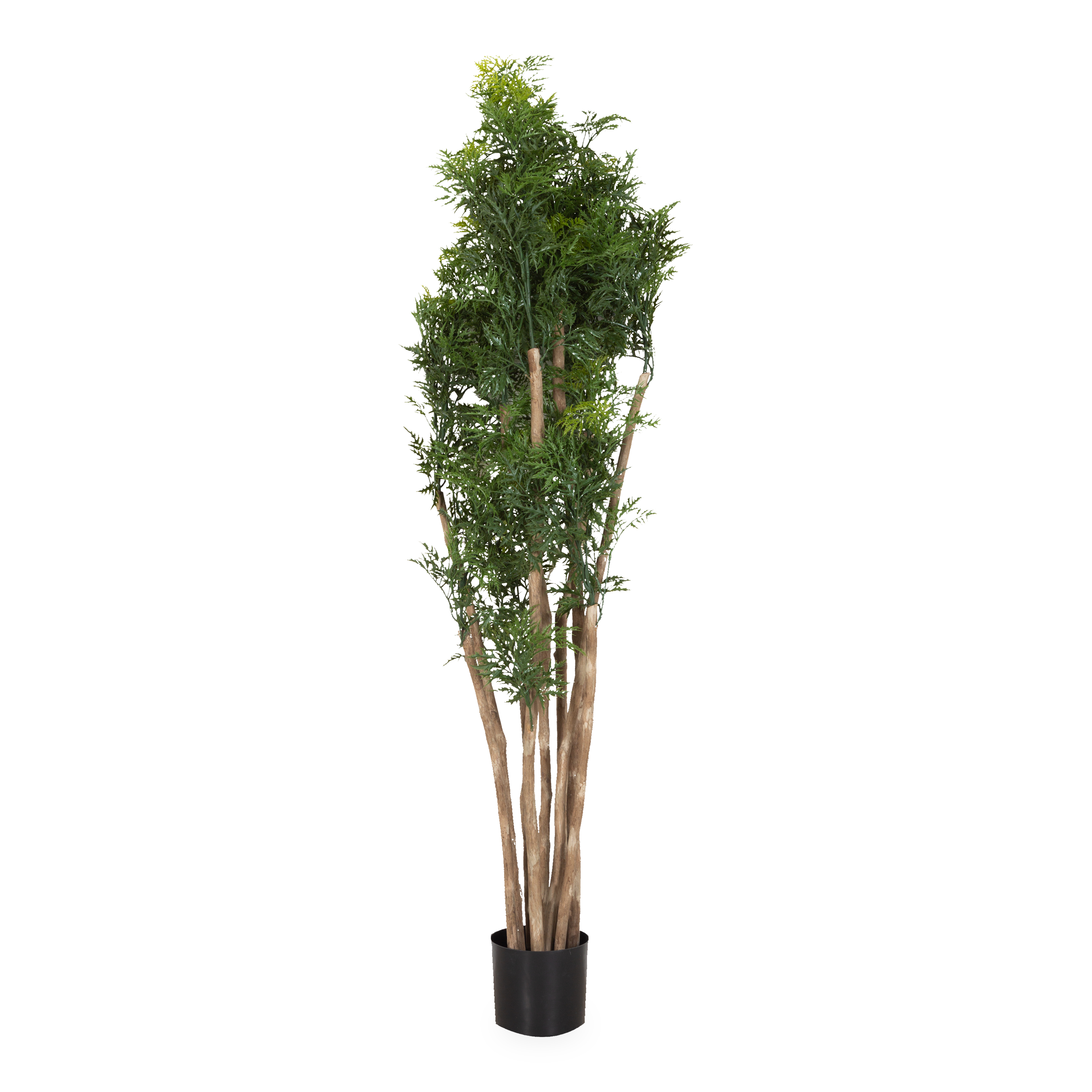 Ming Aralia Tree