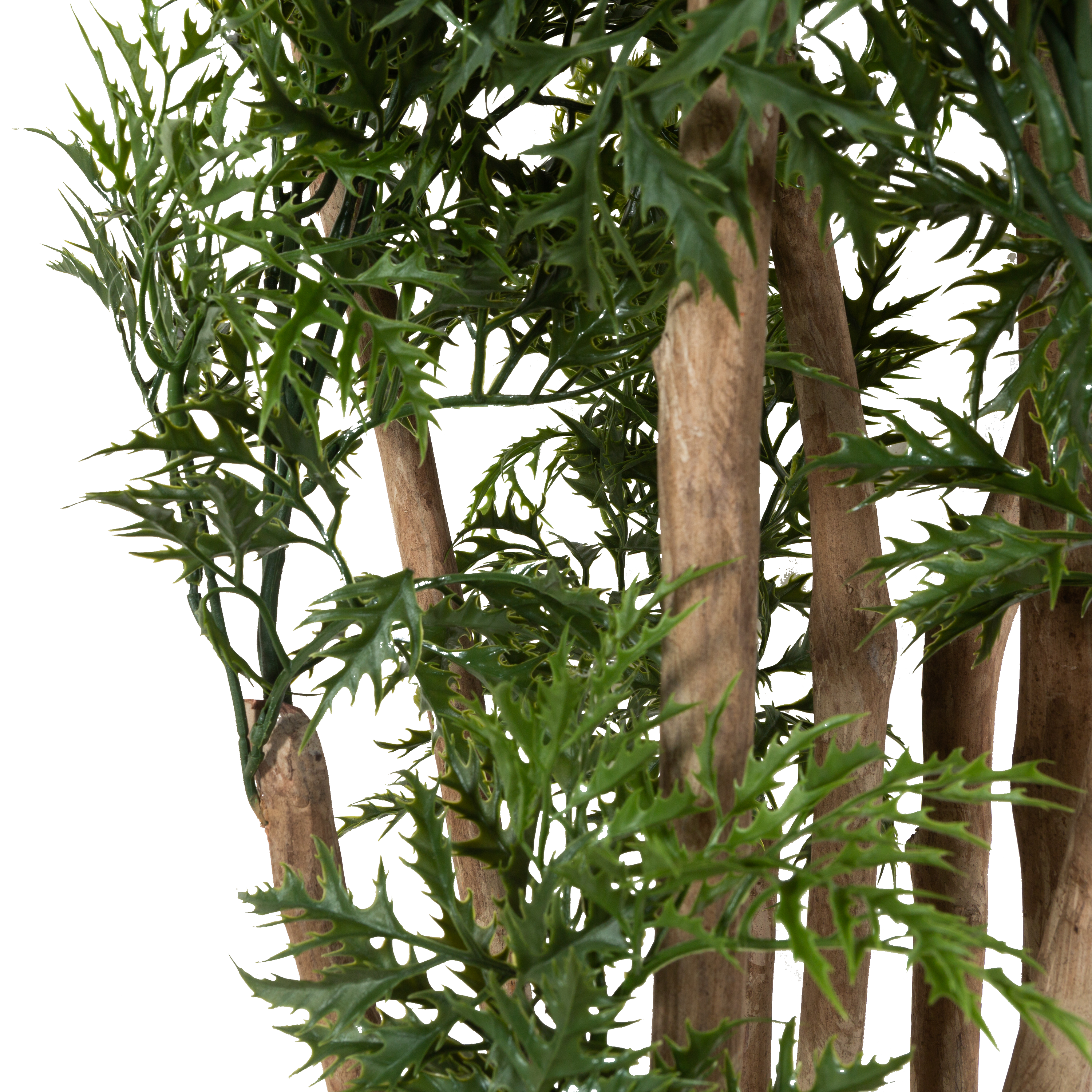 Ming Aralia Tree