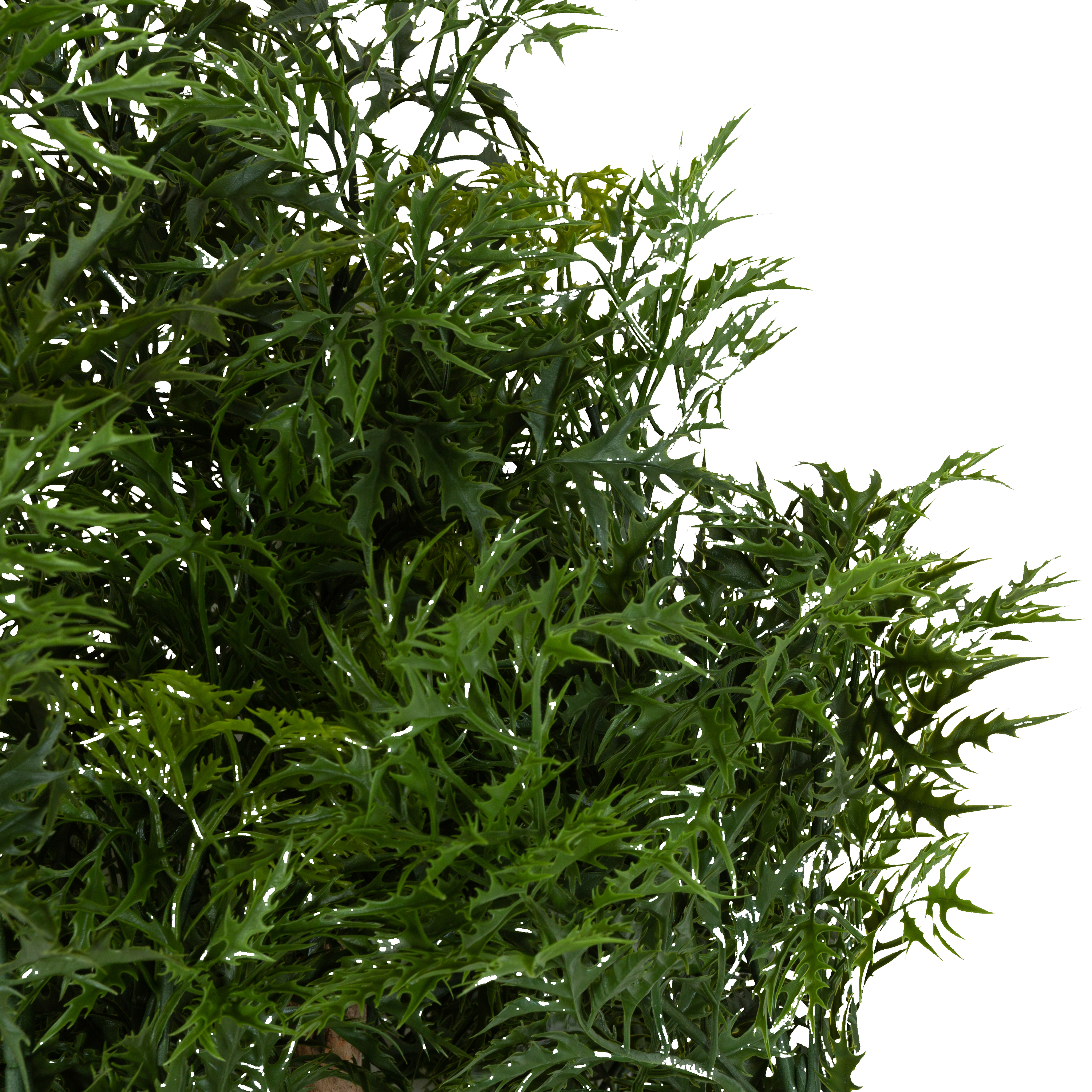 Ming Aralia Tree