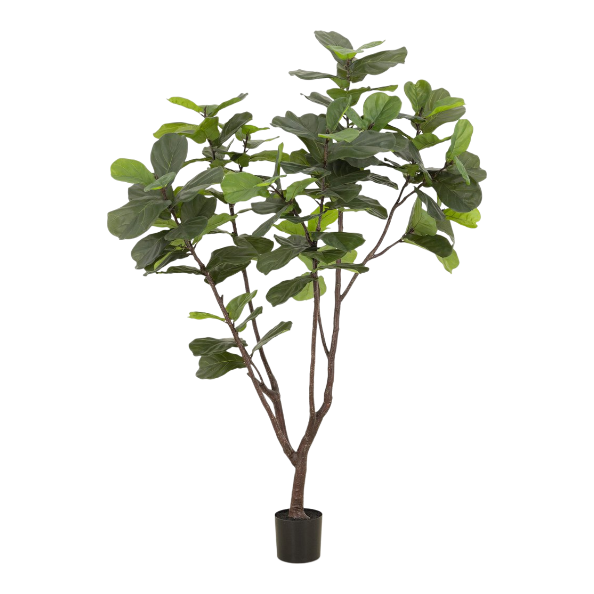 7' Fiddle Leaf Tree