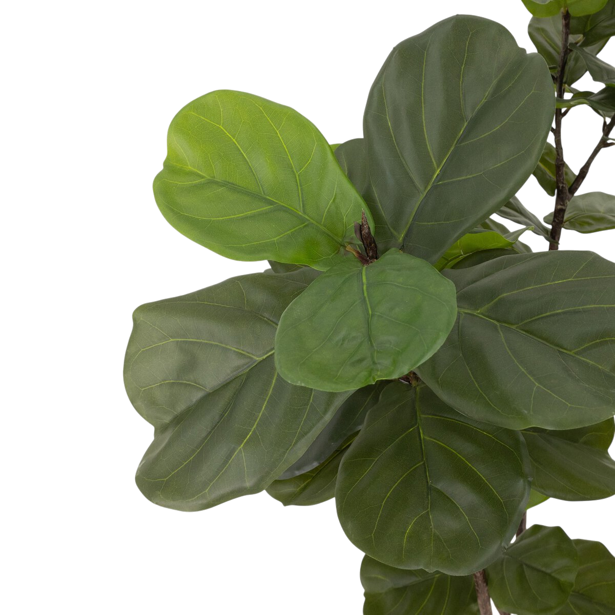 7' Fiddle Leaf Tree