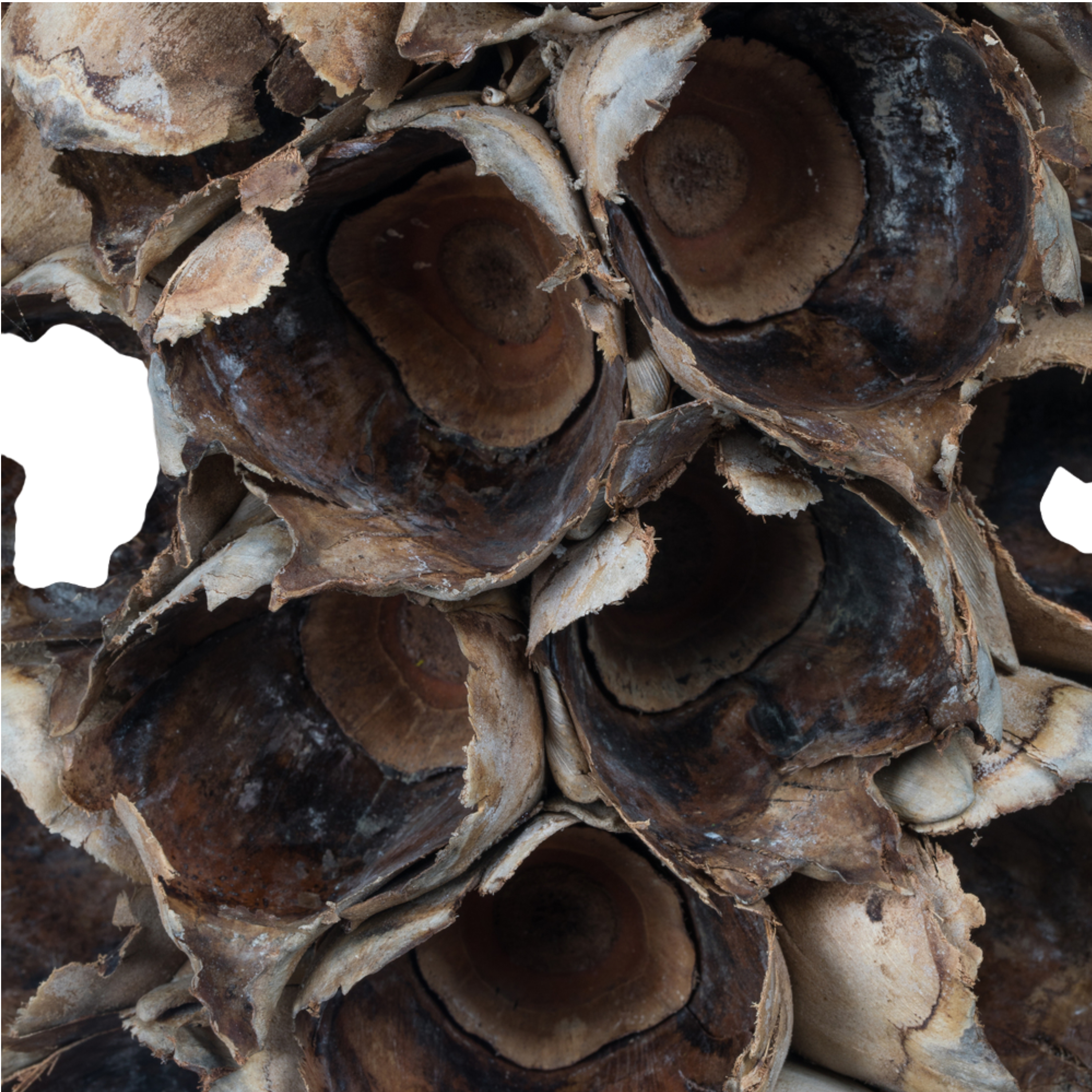 Natural Giant Seed Pod