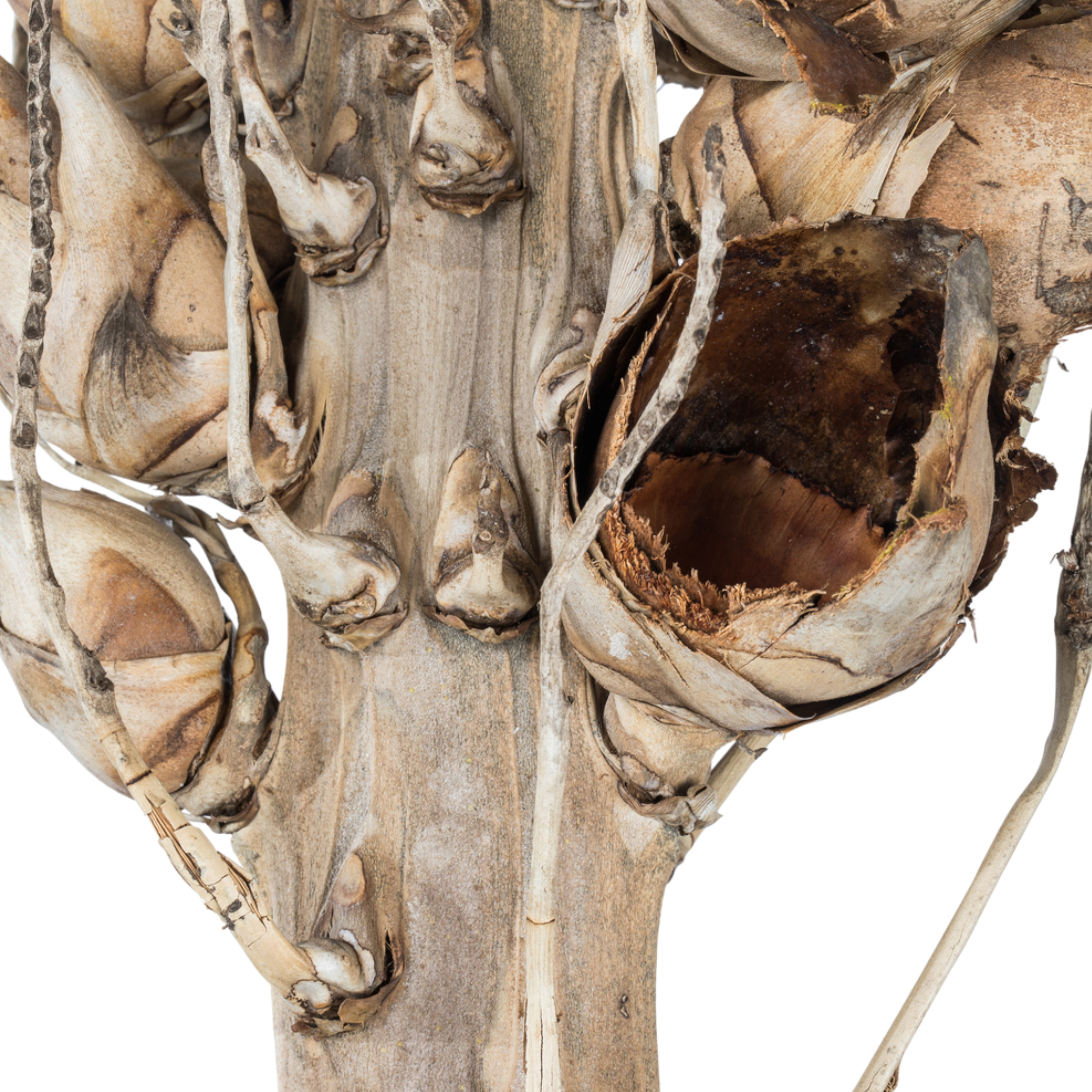 Natural Giant Seed Pod