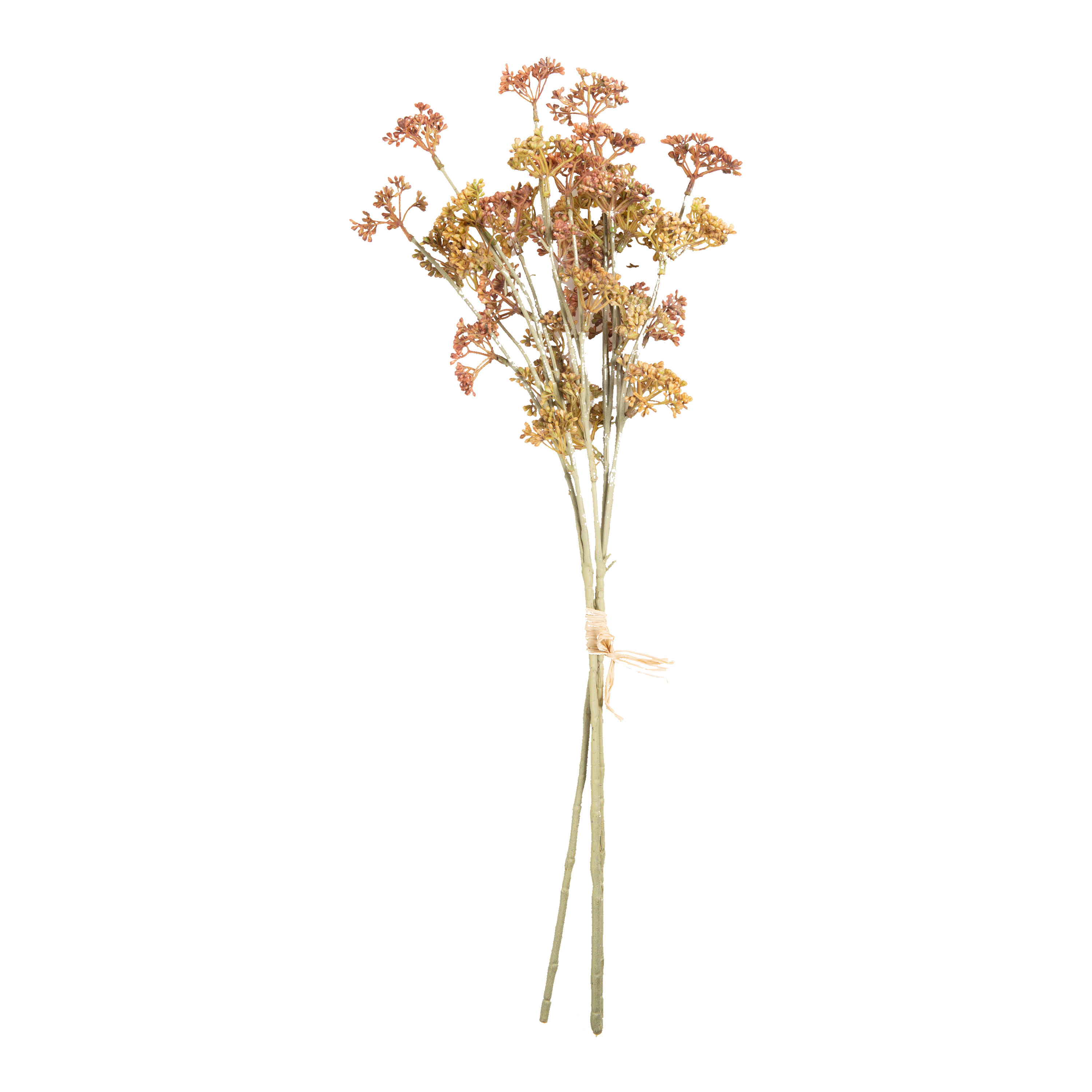 Meadow Sedge Stem
