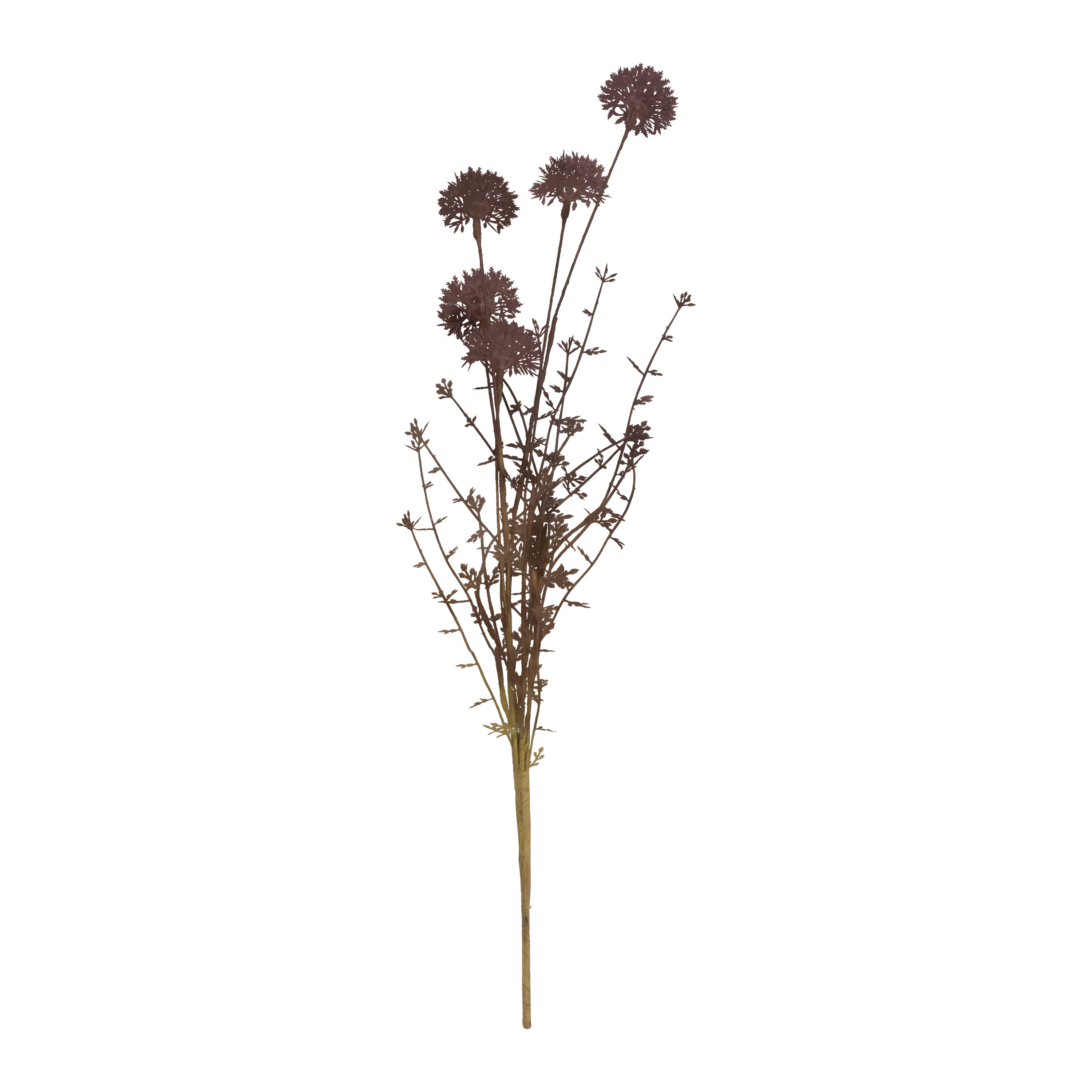 Melaleuca Stem