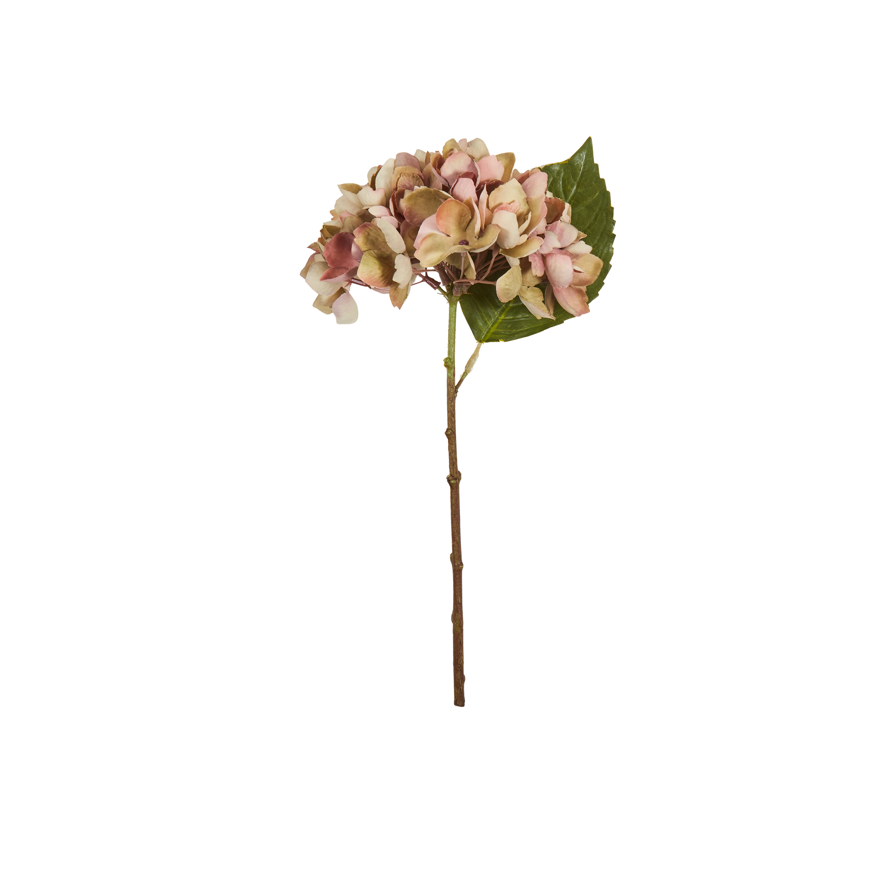 Hydrangea Stem