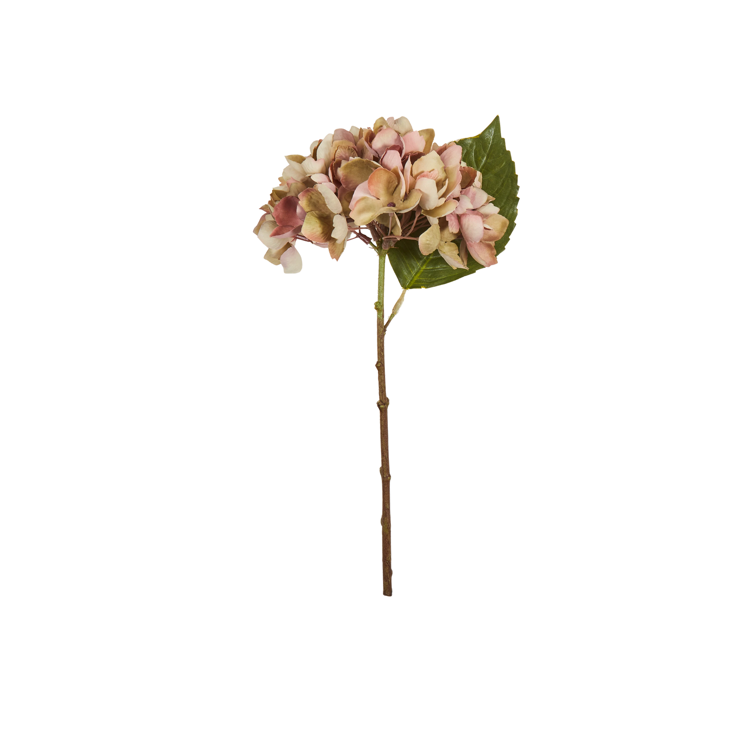 Hydrangea Stem
