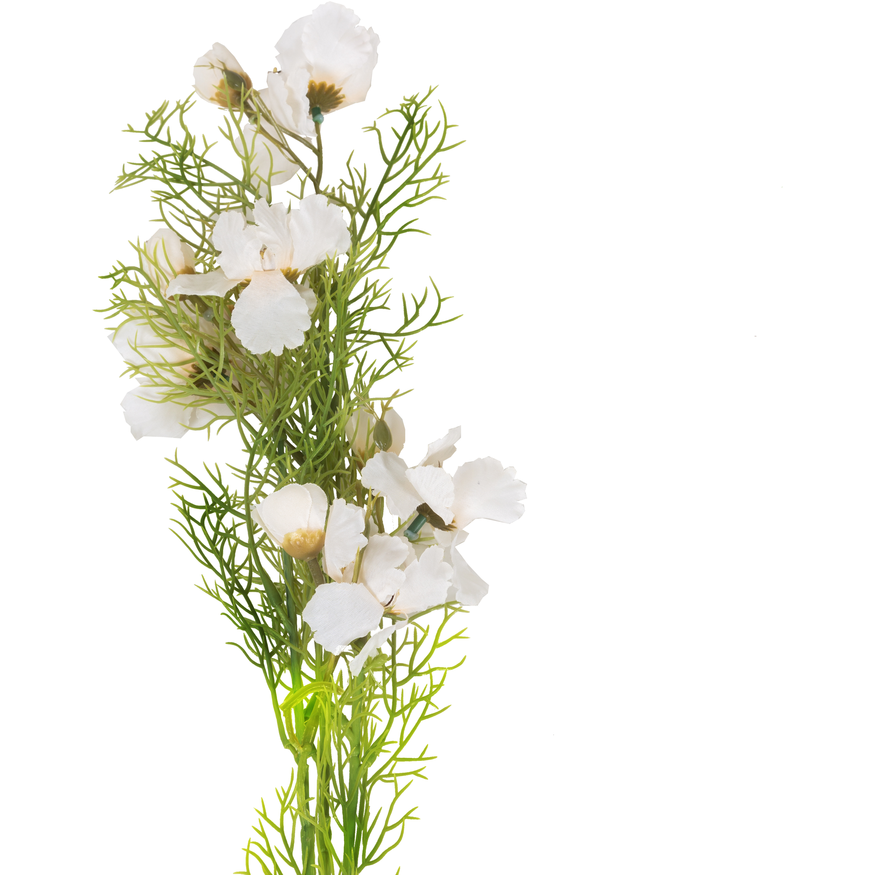 Cosmos Stem