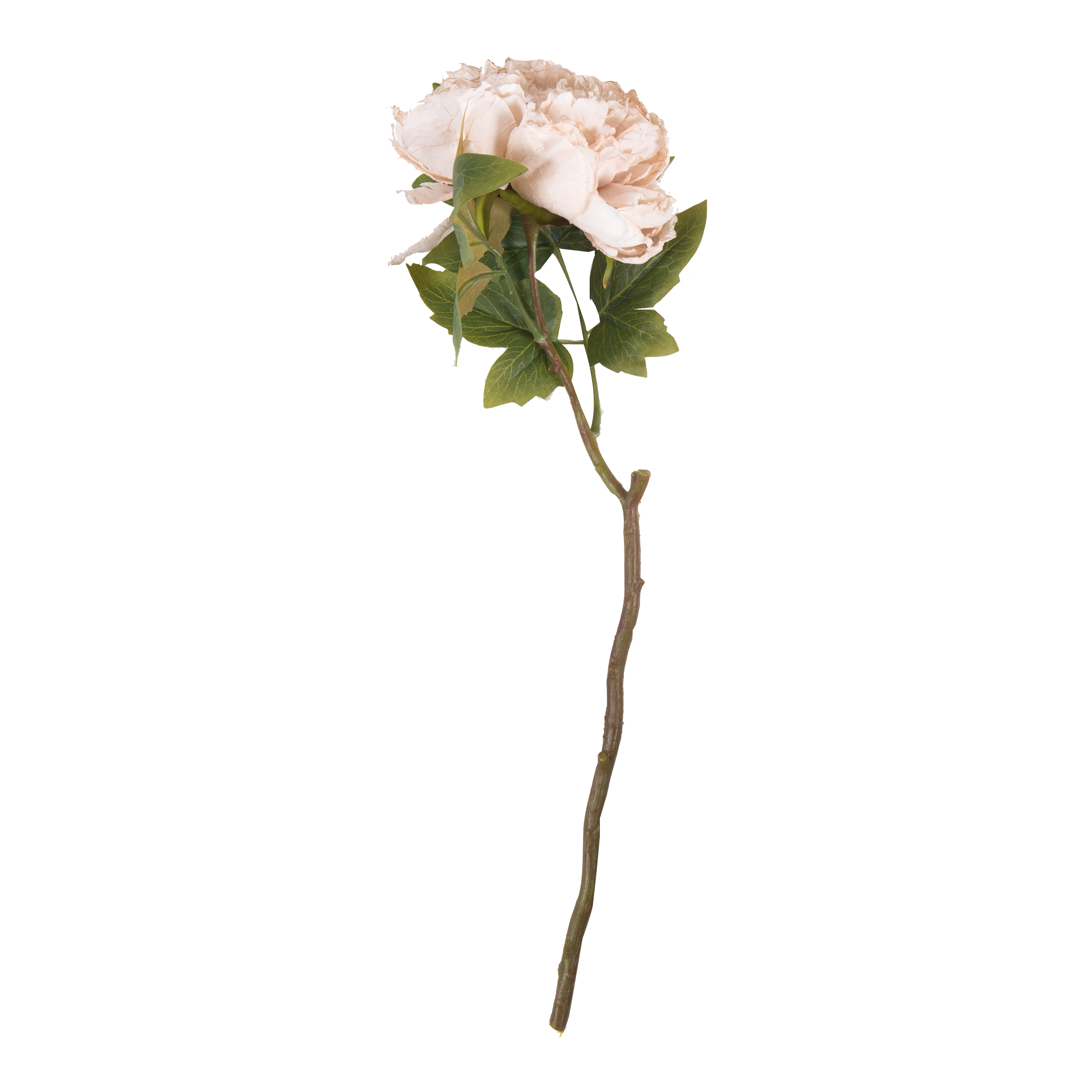 Peony Evening Dew Stem