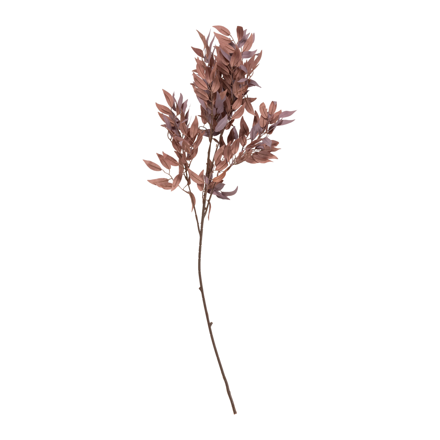 Salix Stem