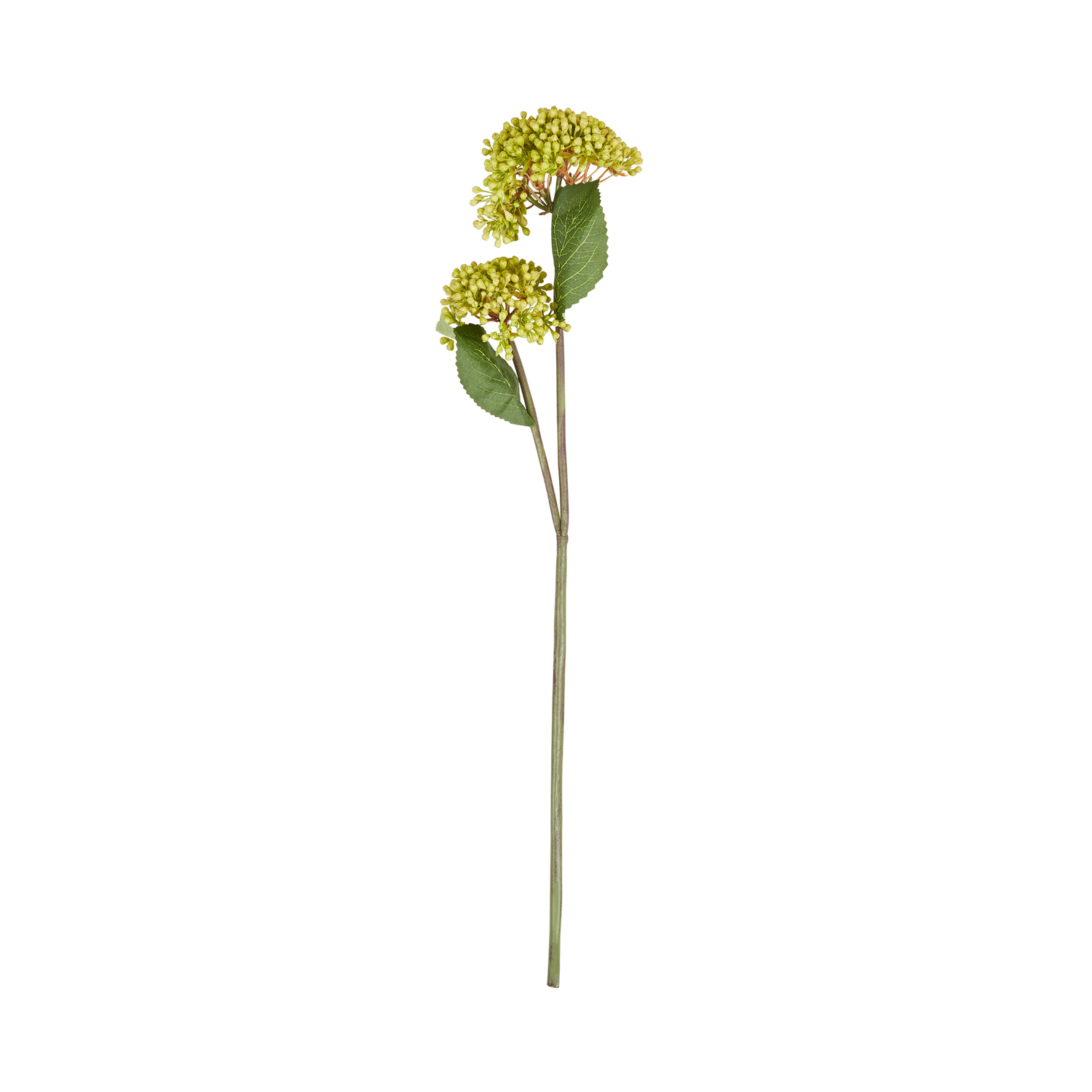 Viburnum Stem