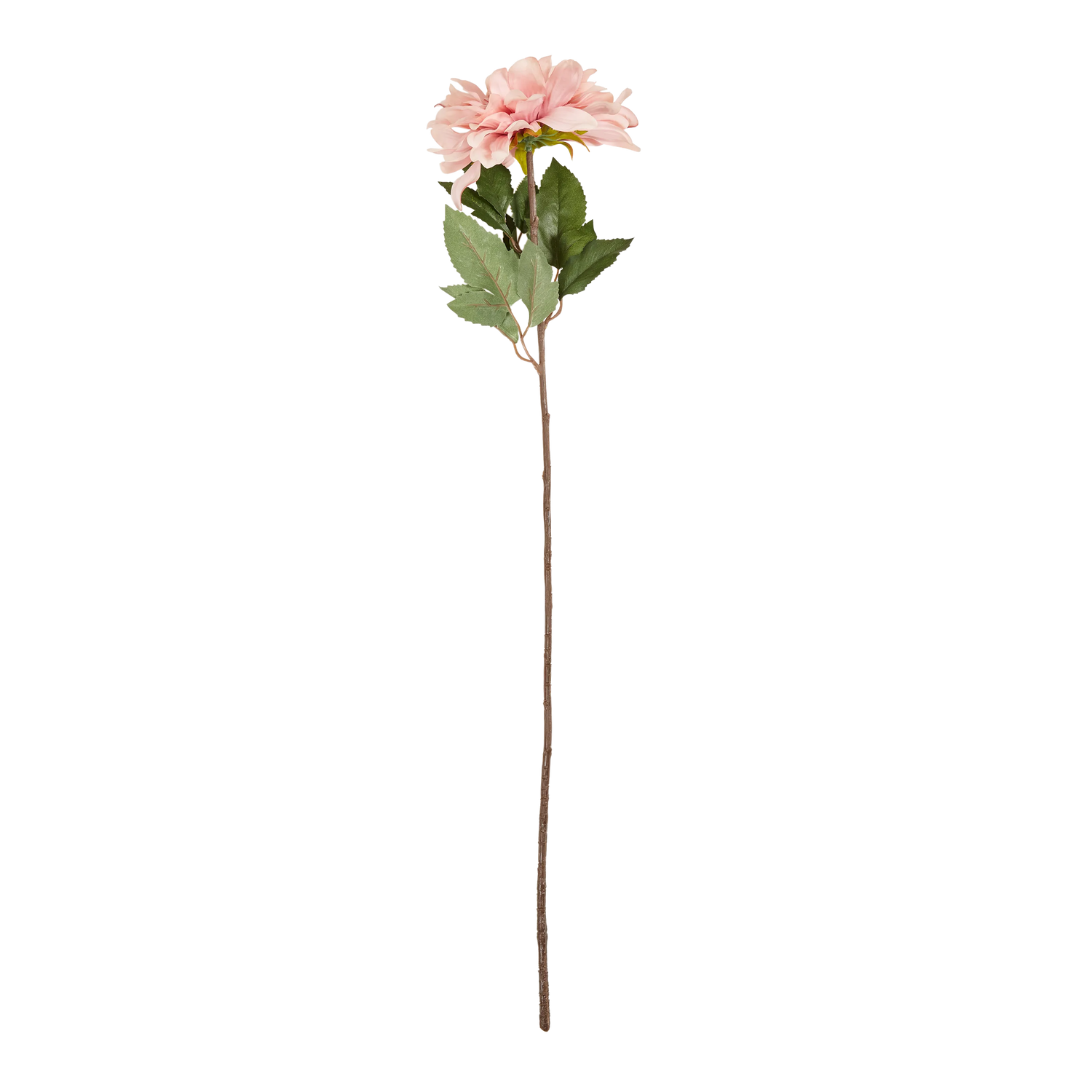 Dahlia Stem