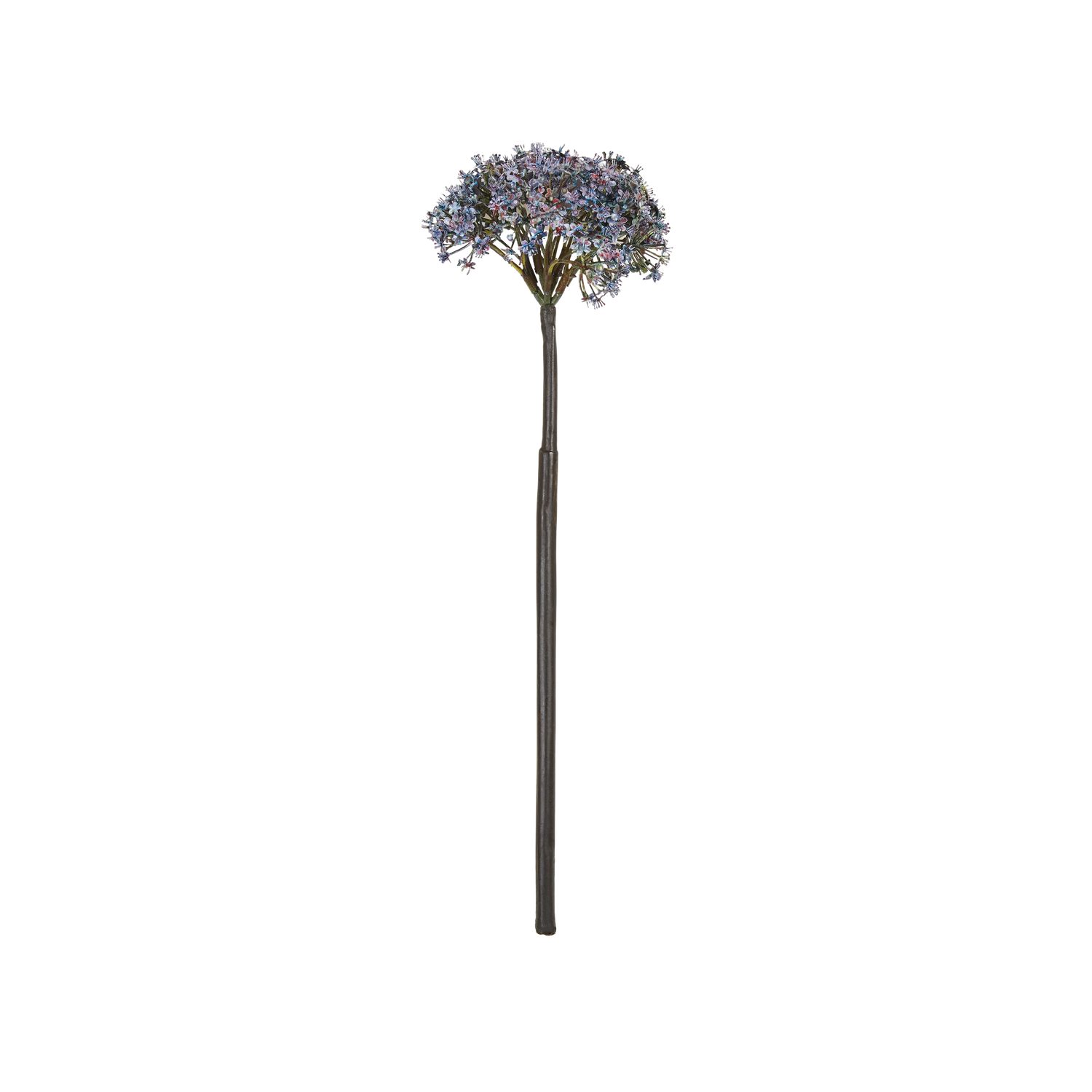 Trachelium Stem