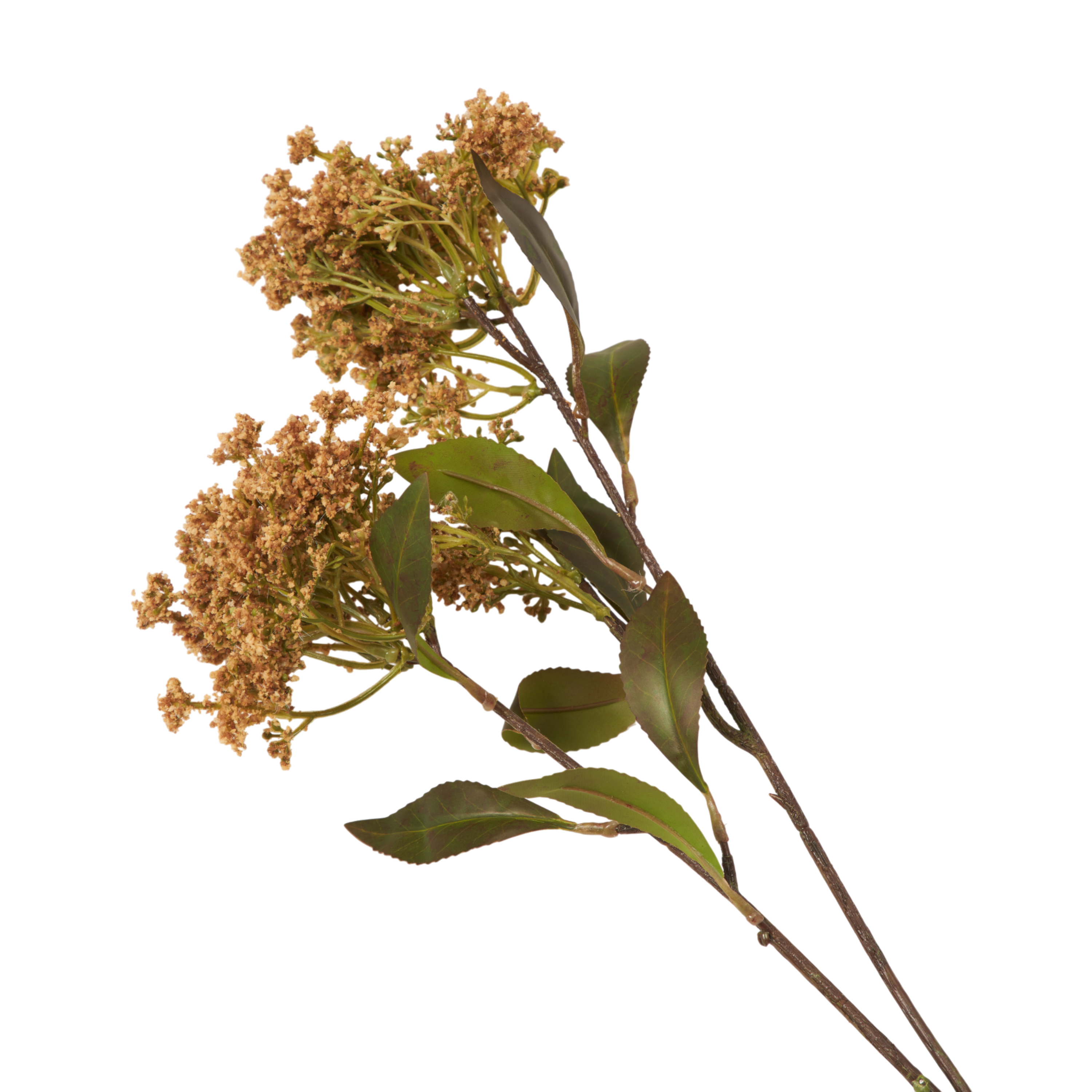 Natural Butterfly Bush