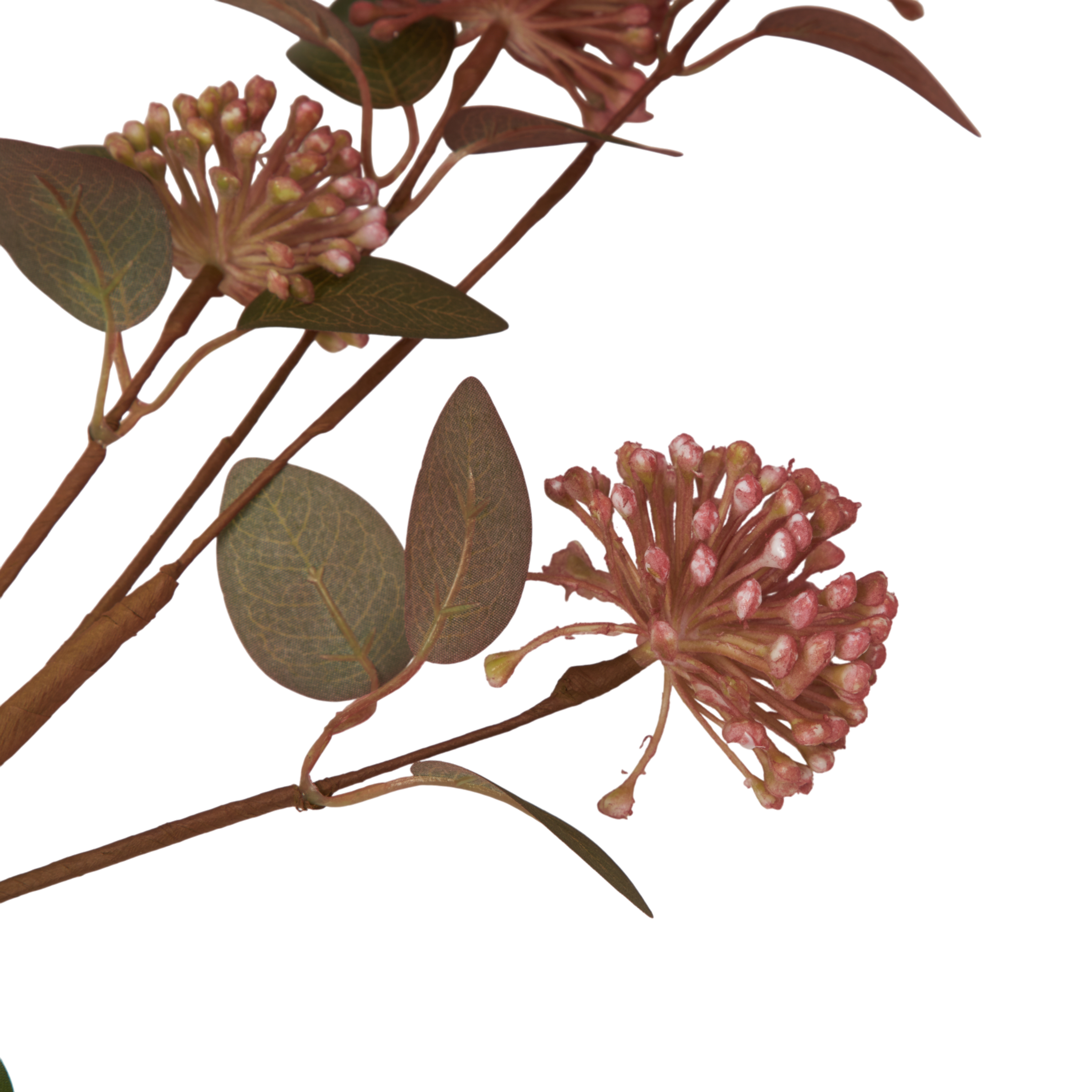 Eucalyptus Berry Stem