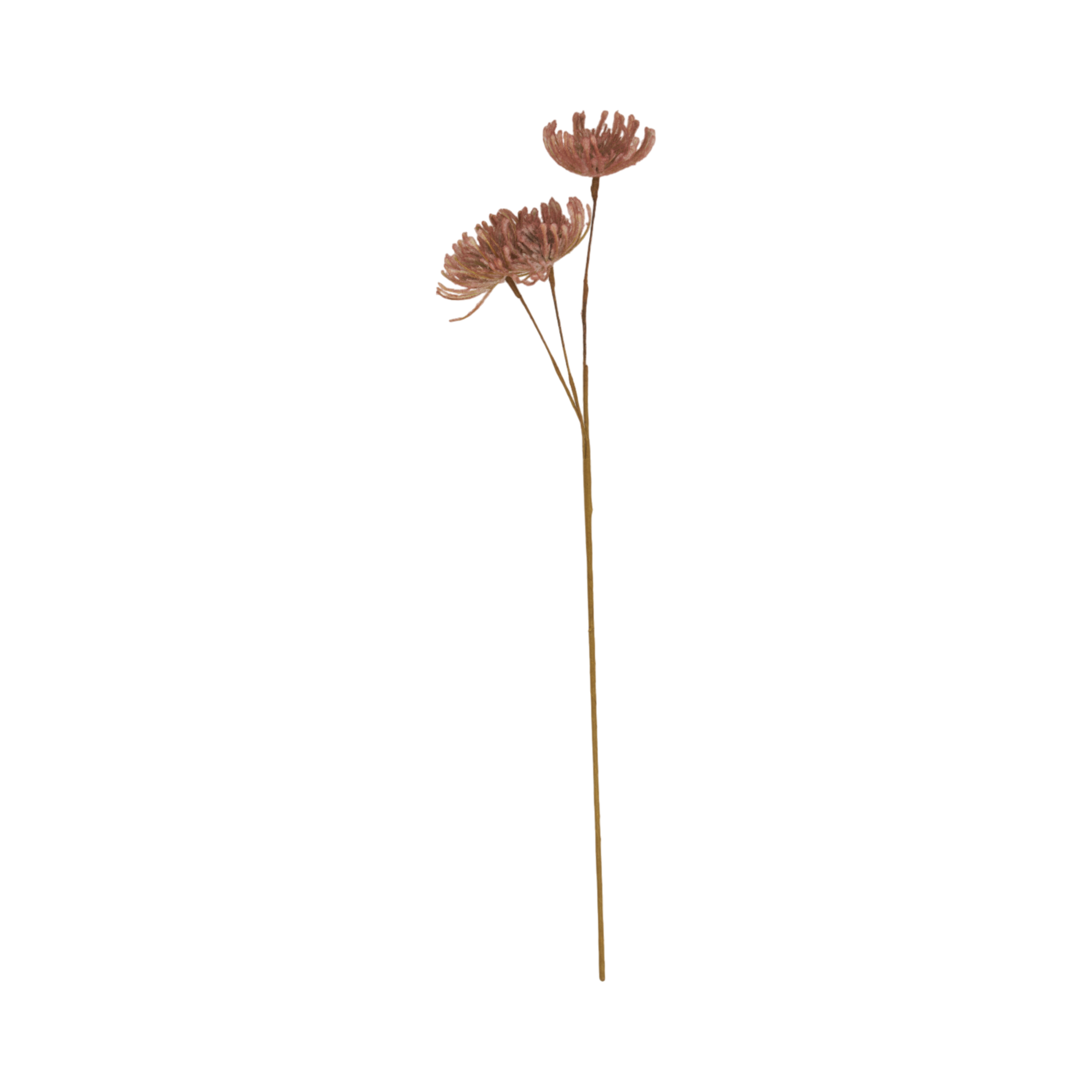 Leucospermum Stem
