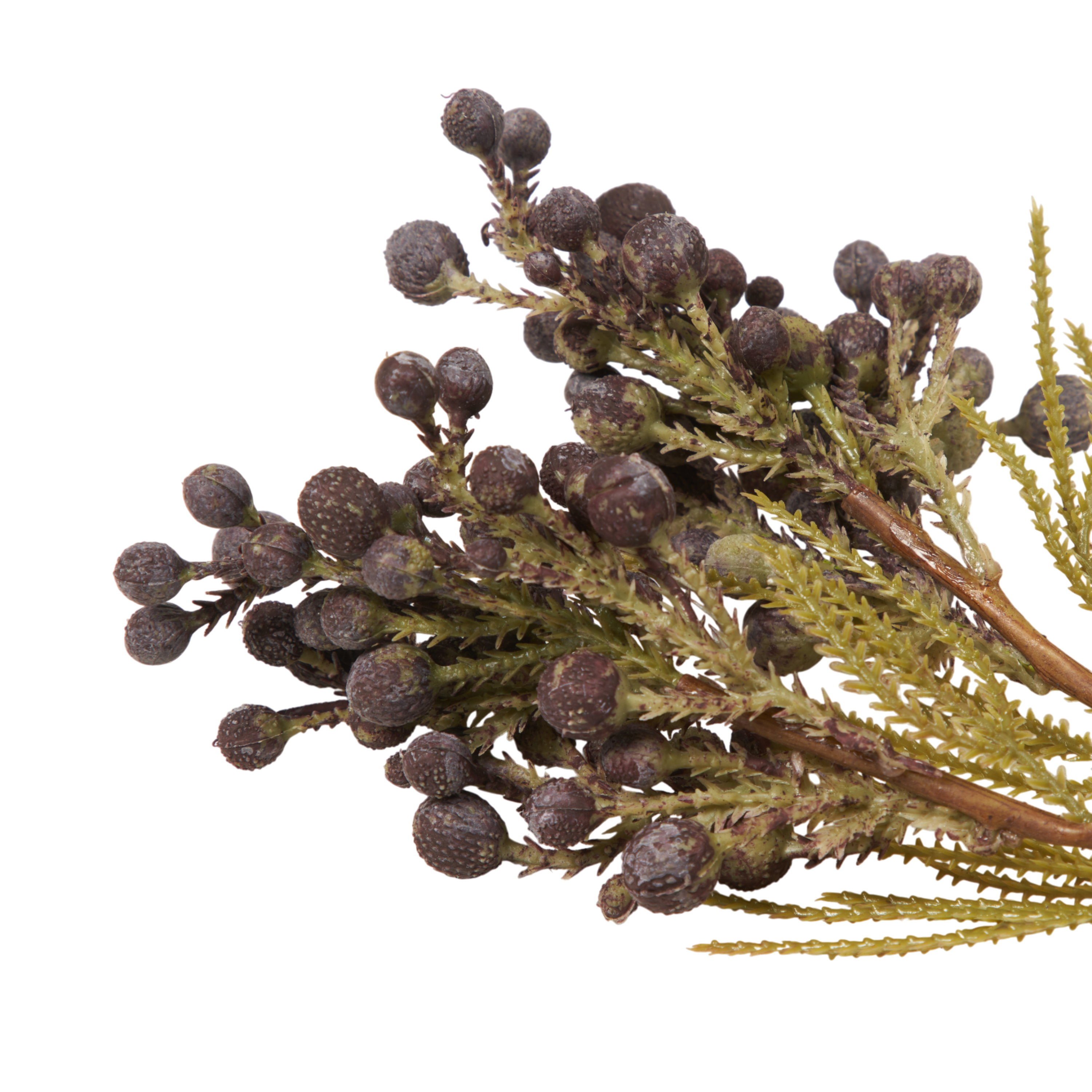 Brunia Berry Stem