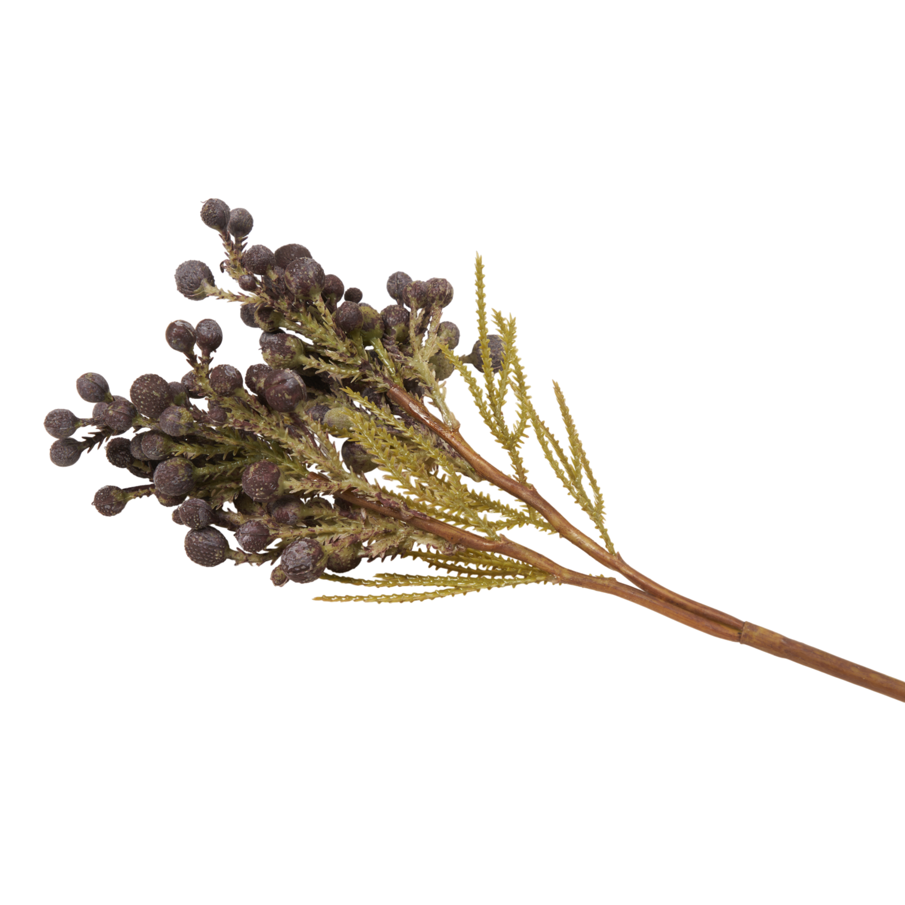 Brunia Berry Stem