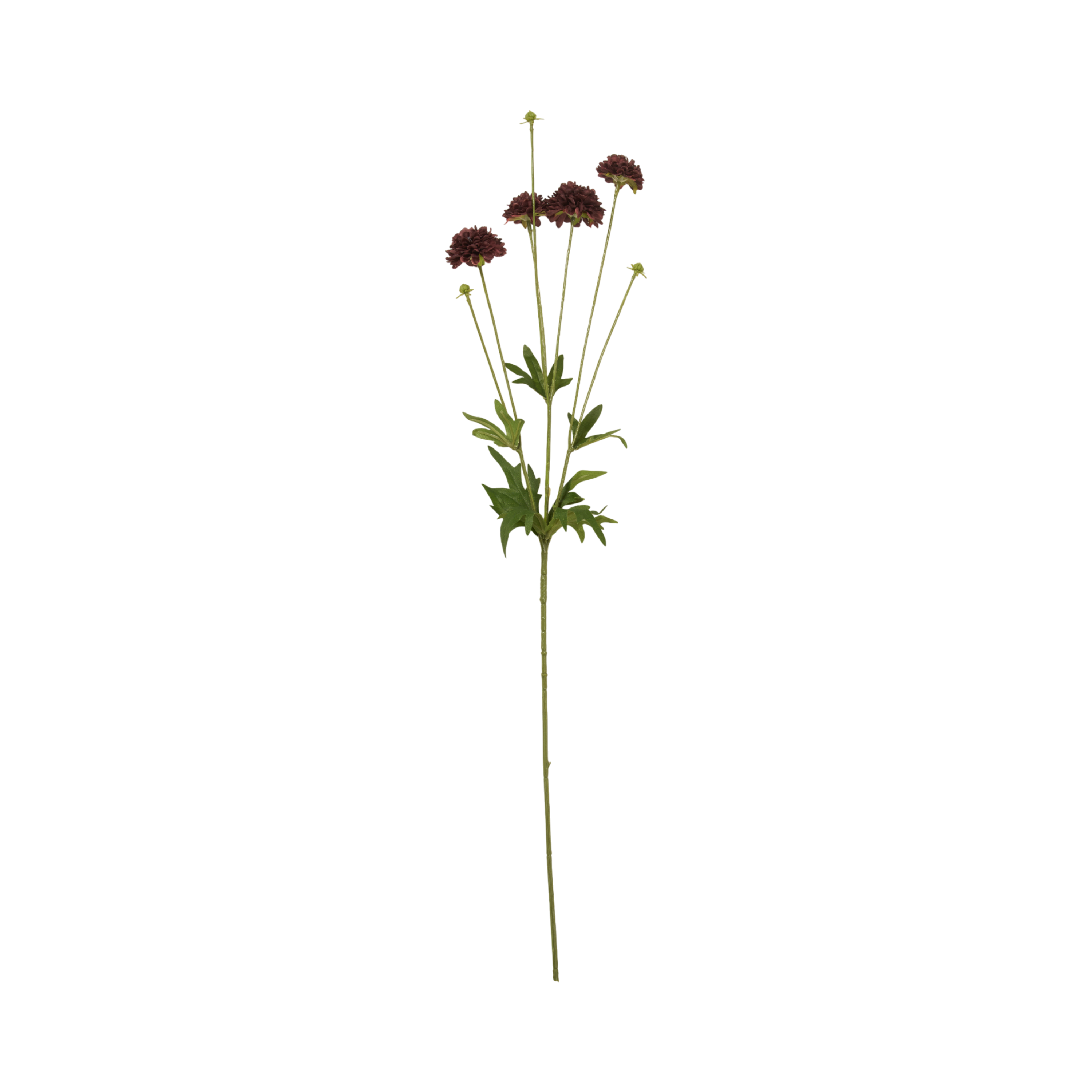 Clove Stem