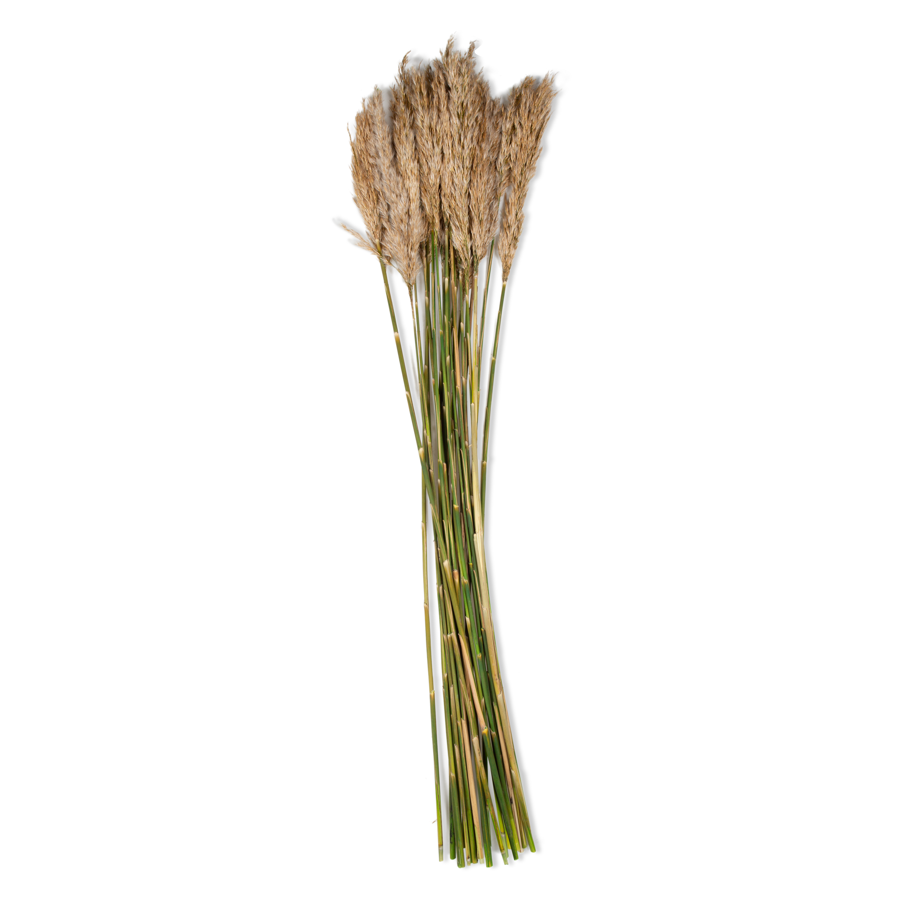 Marrying thoughtfully selected preserved botanicals with harvested branches, Elte's Natural Botanicals are professionally preserved to the highest quality.