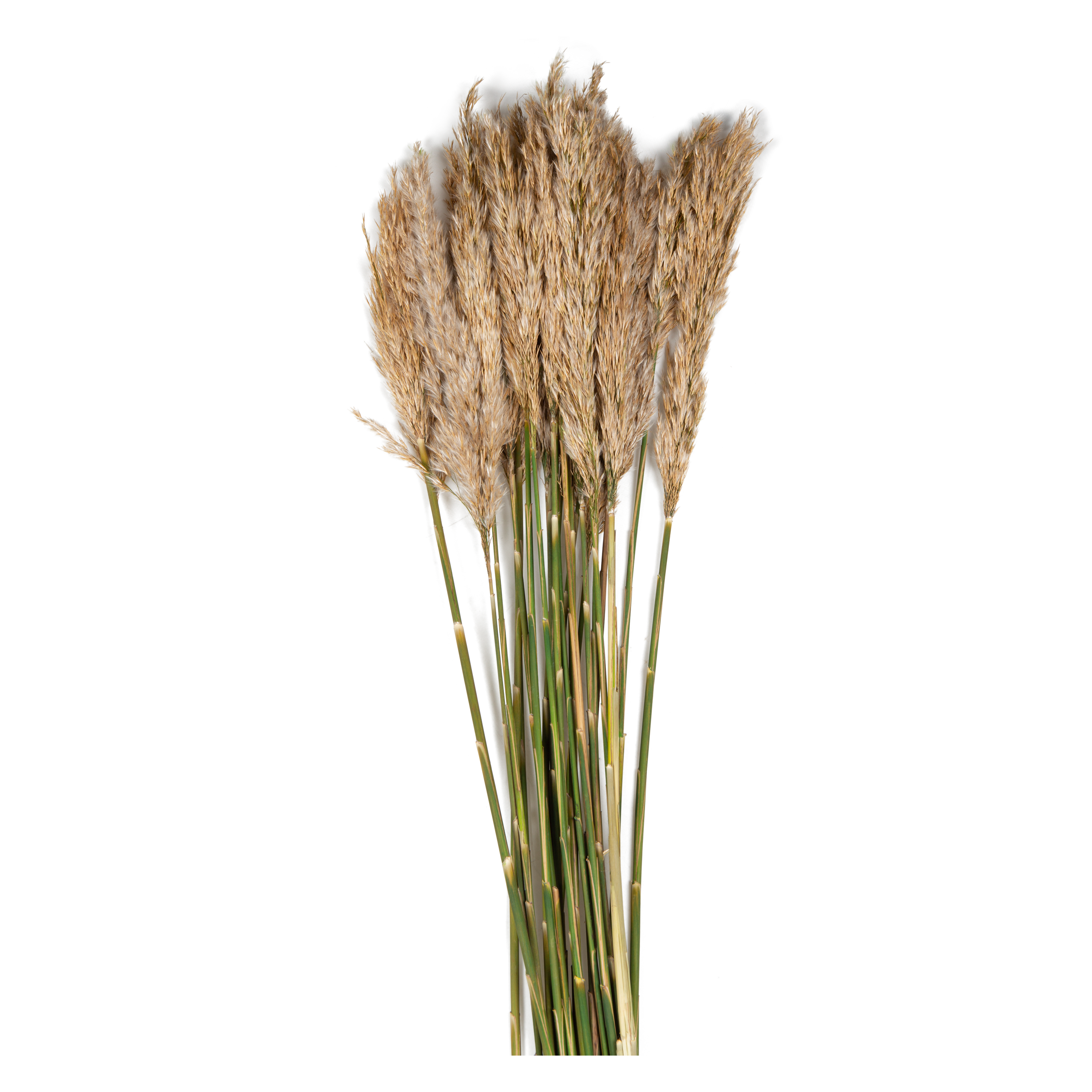 Marrying thoughtfully selected preserved botanicals with harvested branches, Elte's Natural Botanicals are professionally preserved to the highest quality.
