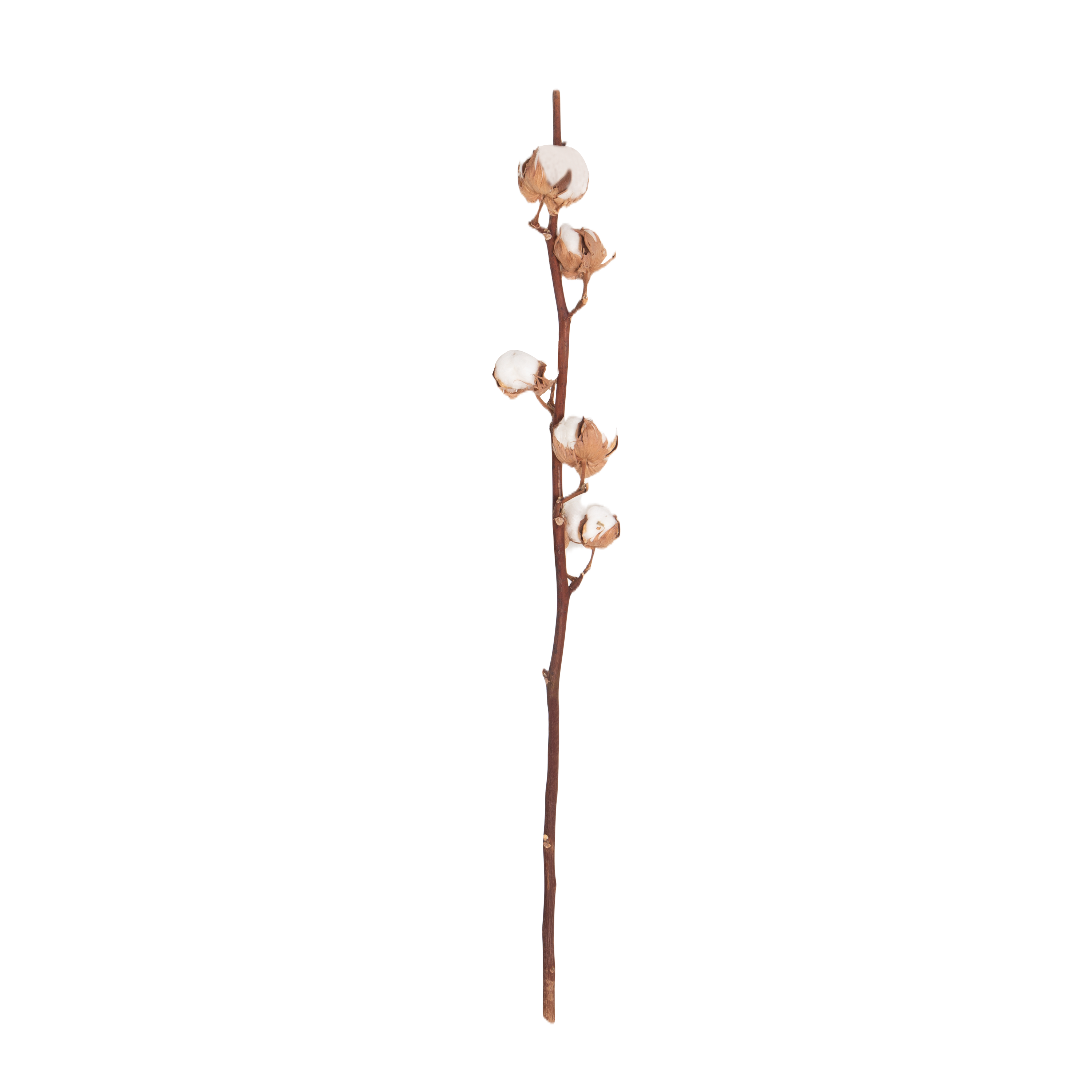 Marrying thoughtfully selected preserved botanicals with harvested branches, Elte's Natural Botanicals are professionally preserved to the highest quality.